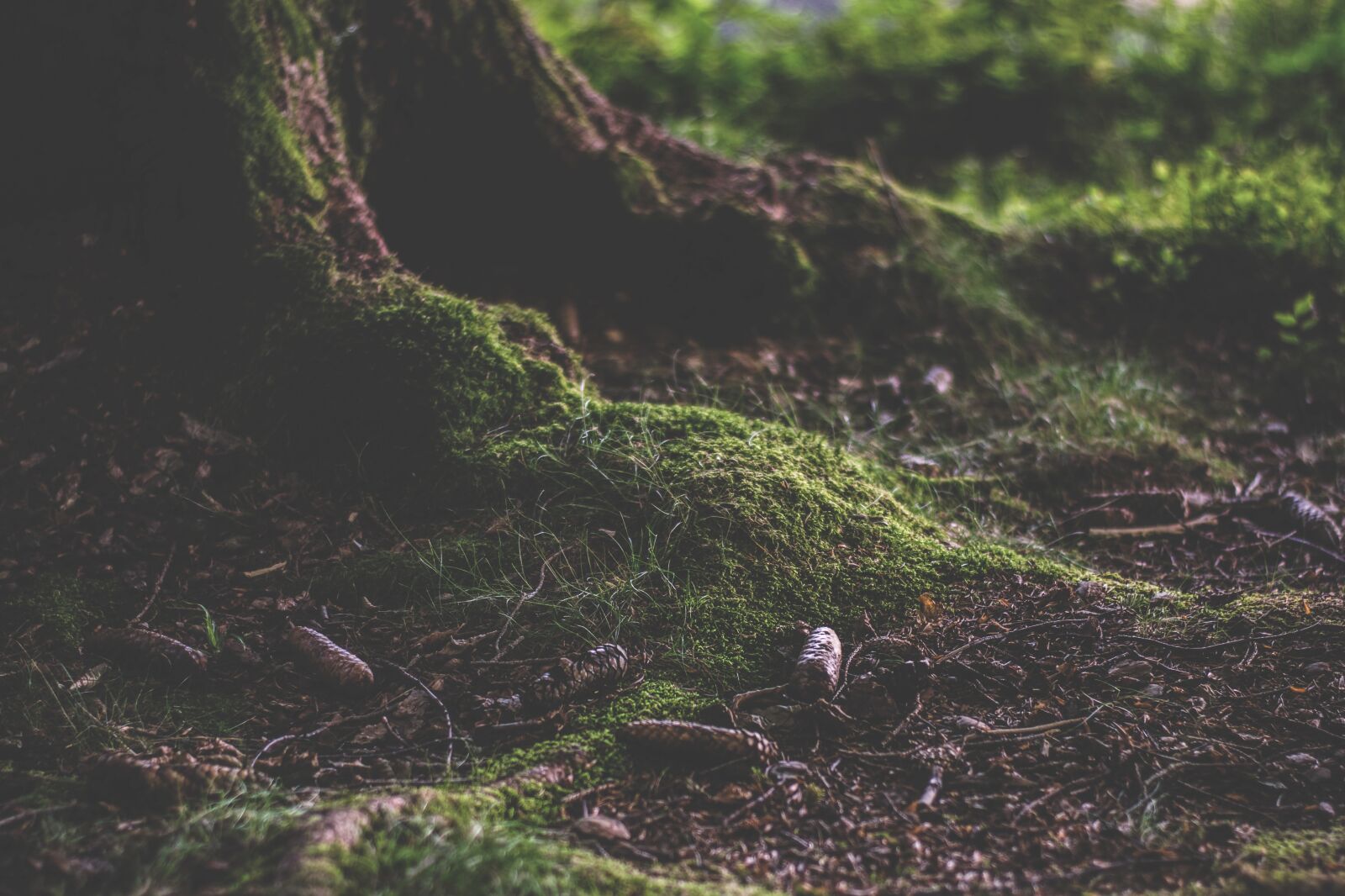 Nikon D5300 sample photo. Forest, forest floor, humus photography