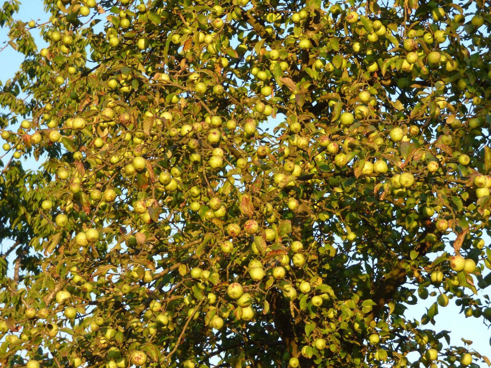 Panasonic DMC-FZ72 sample photo. Apple, apple tree, branches photography