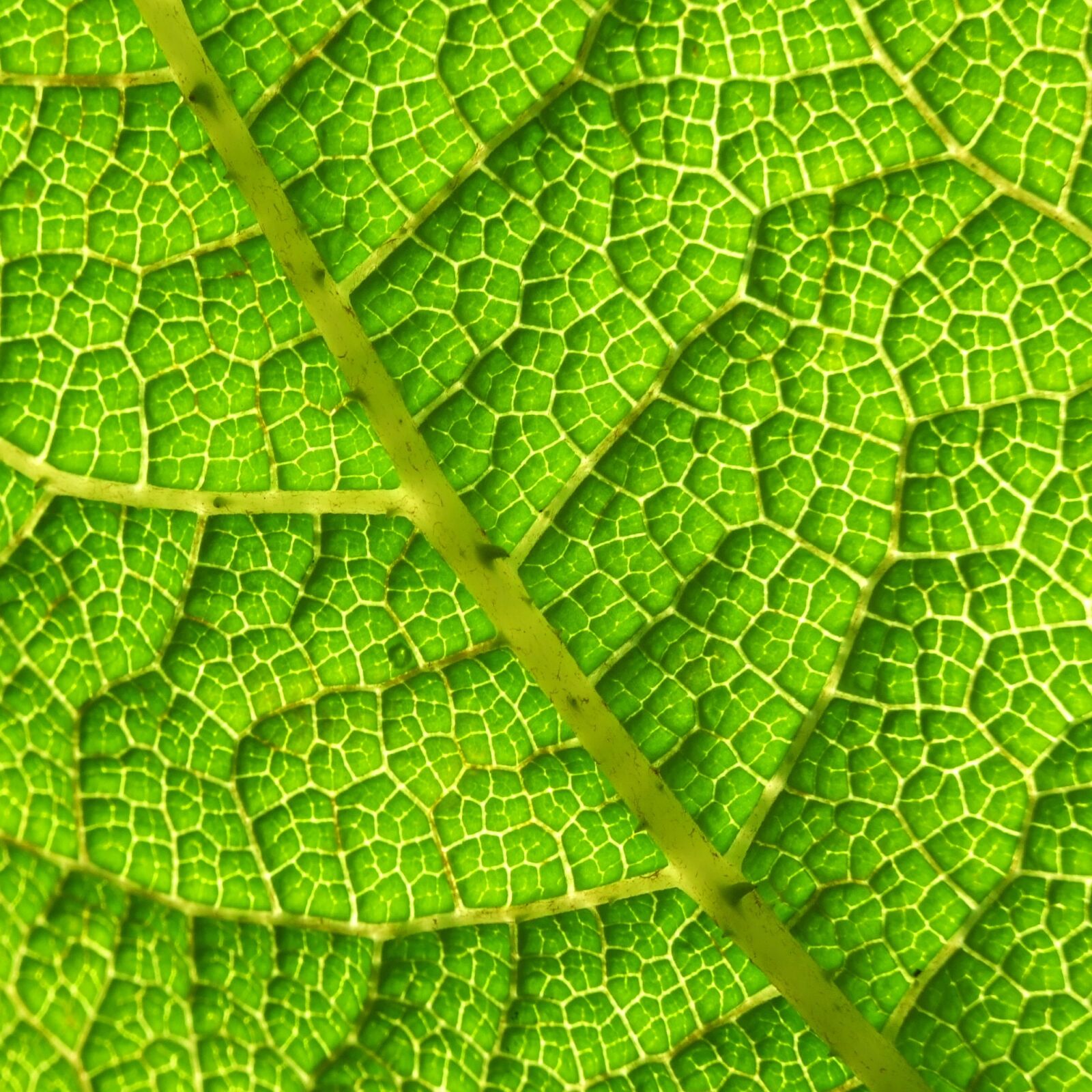 Fujifilm FinePix S6500fd sample photo. Leaf, structure, texture photography