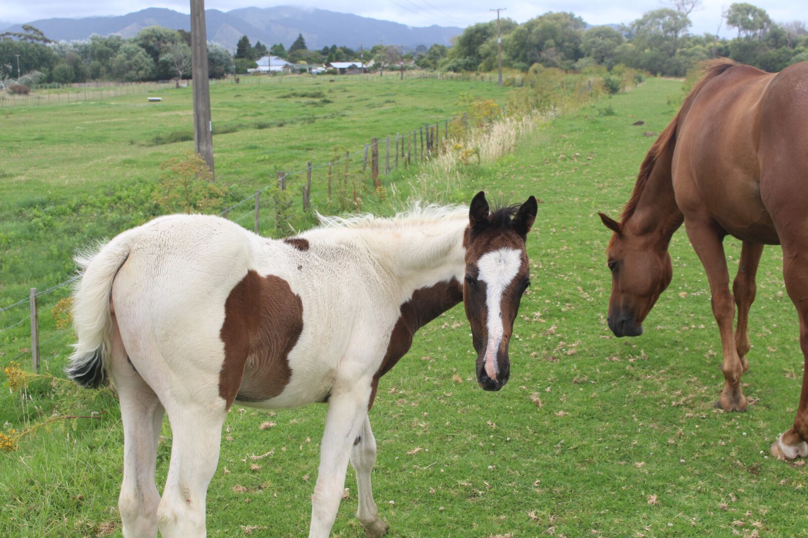 Canon EOS 700D (EOS Rebel T5i / EOS Kiss X7i) sample photo. Foal, horses, new zealand photography