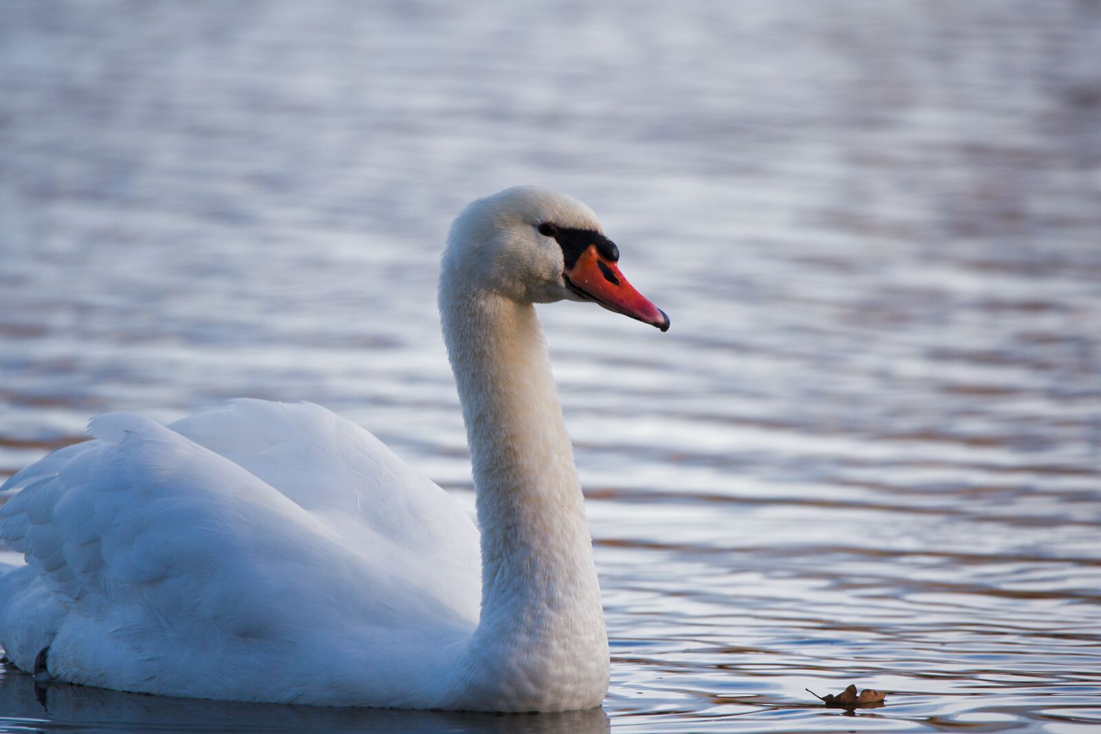 Canon EOS 6D sample photo. Bird, swan, waters photography