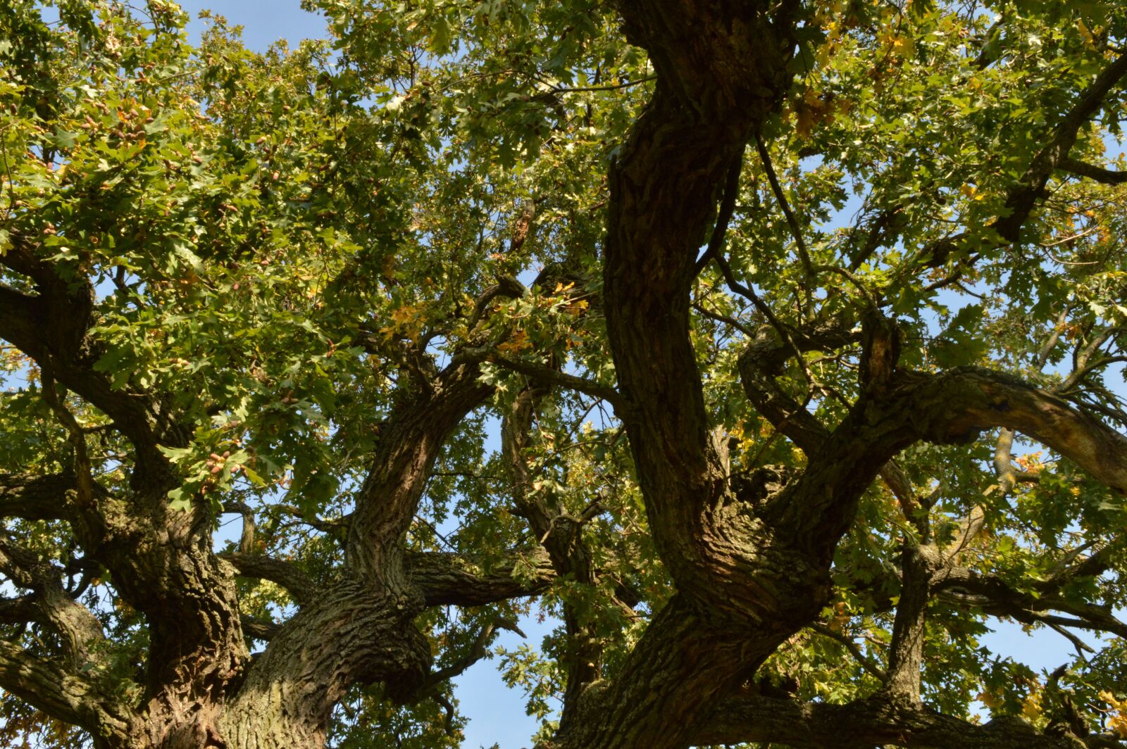 Nikon D3200 sample photo. Wood, branches, oak photography