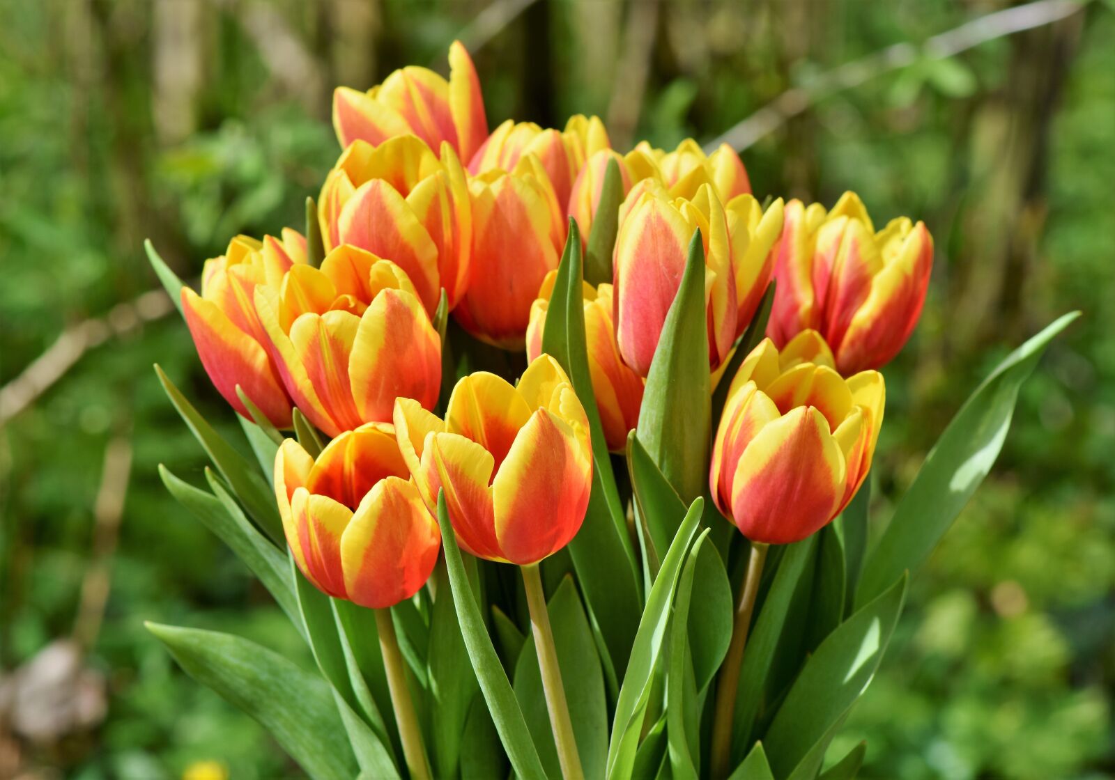 Nikon D7200 sample photo. Tulip, tulip bouquet, blossom photography