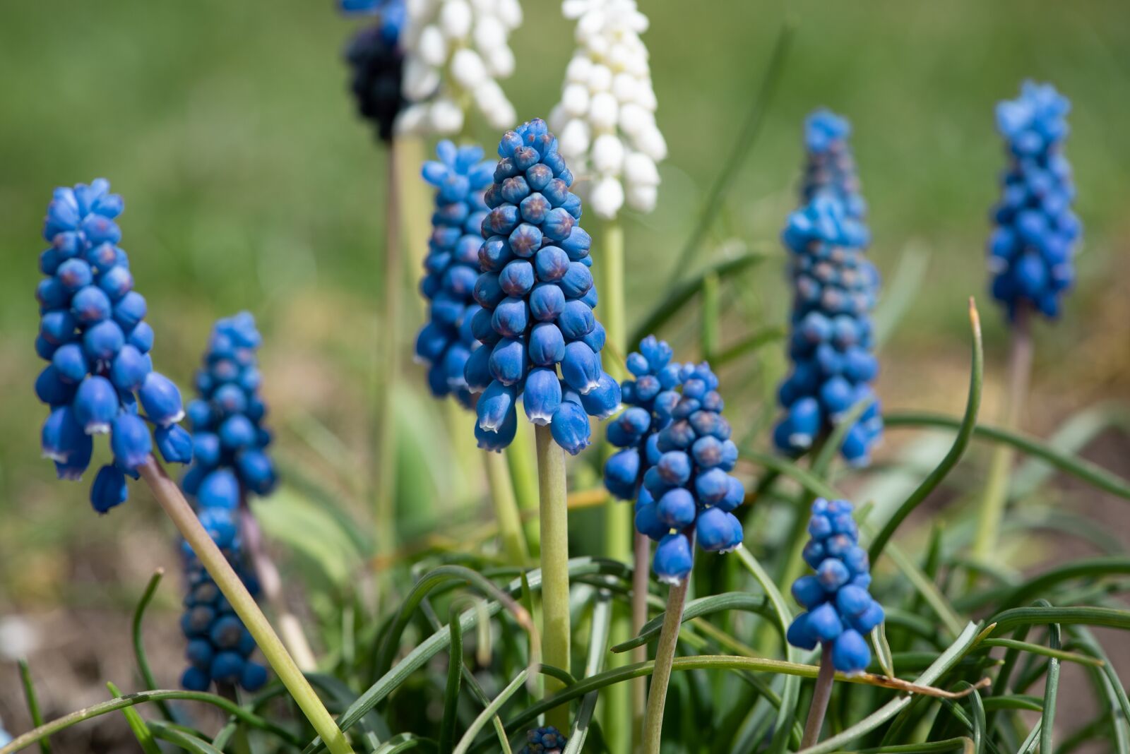 Nikon D750 sample photo. Grape hyacinth, garden, blue photography