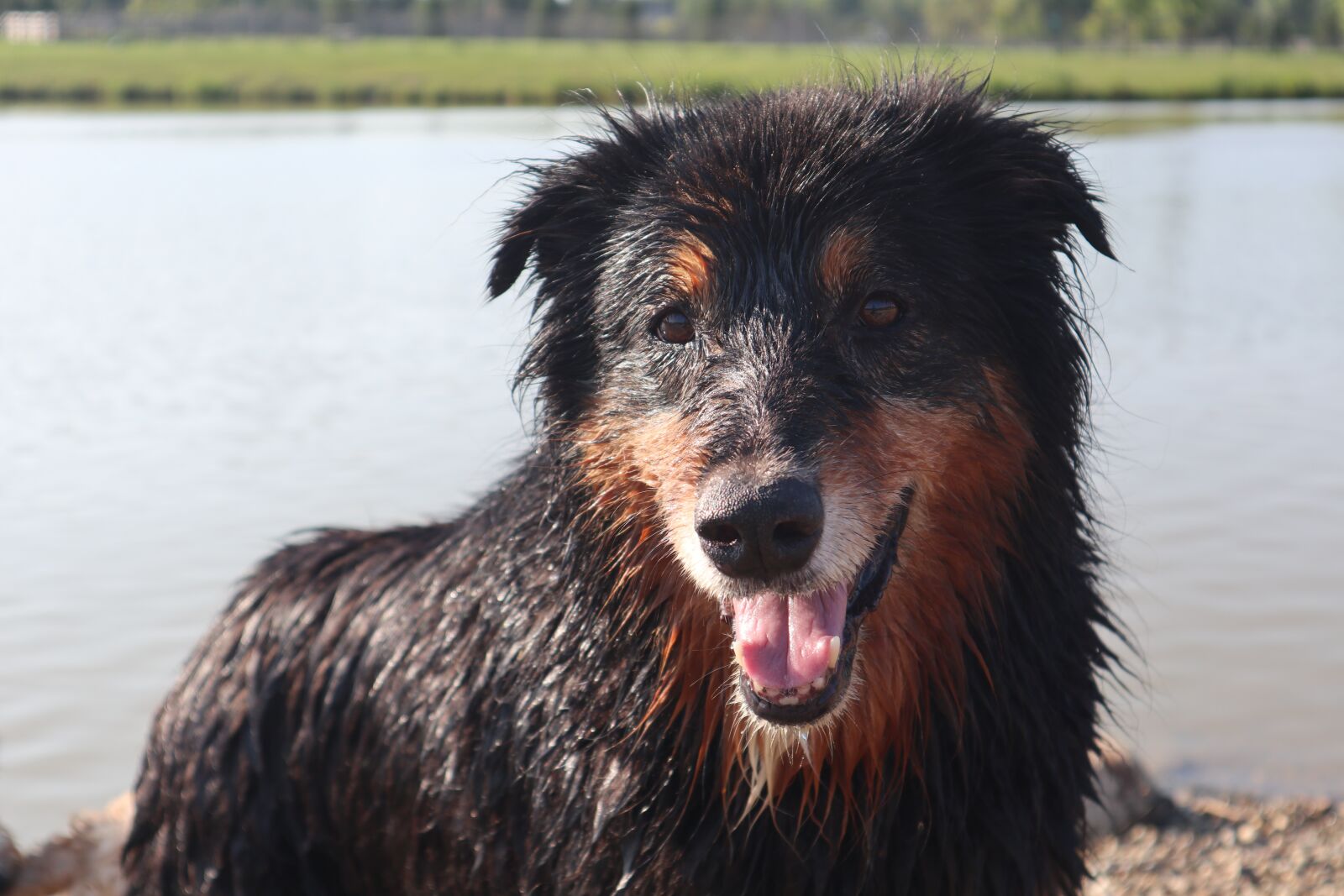 Canon EOS M6 sample photo. Happy dog, dog, water photography