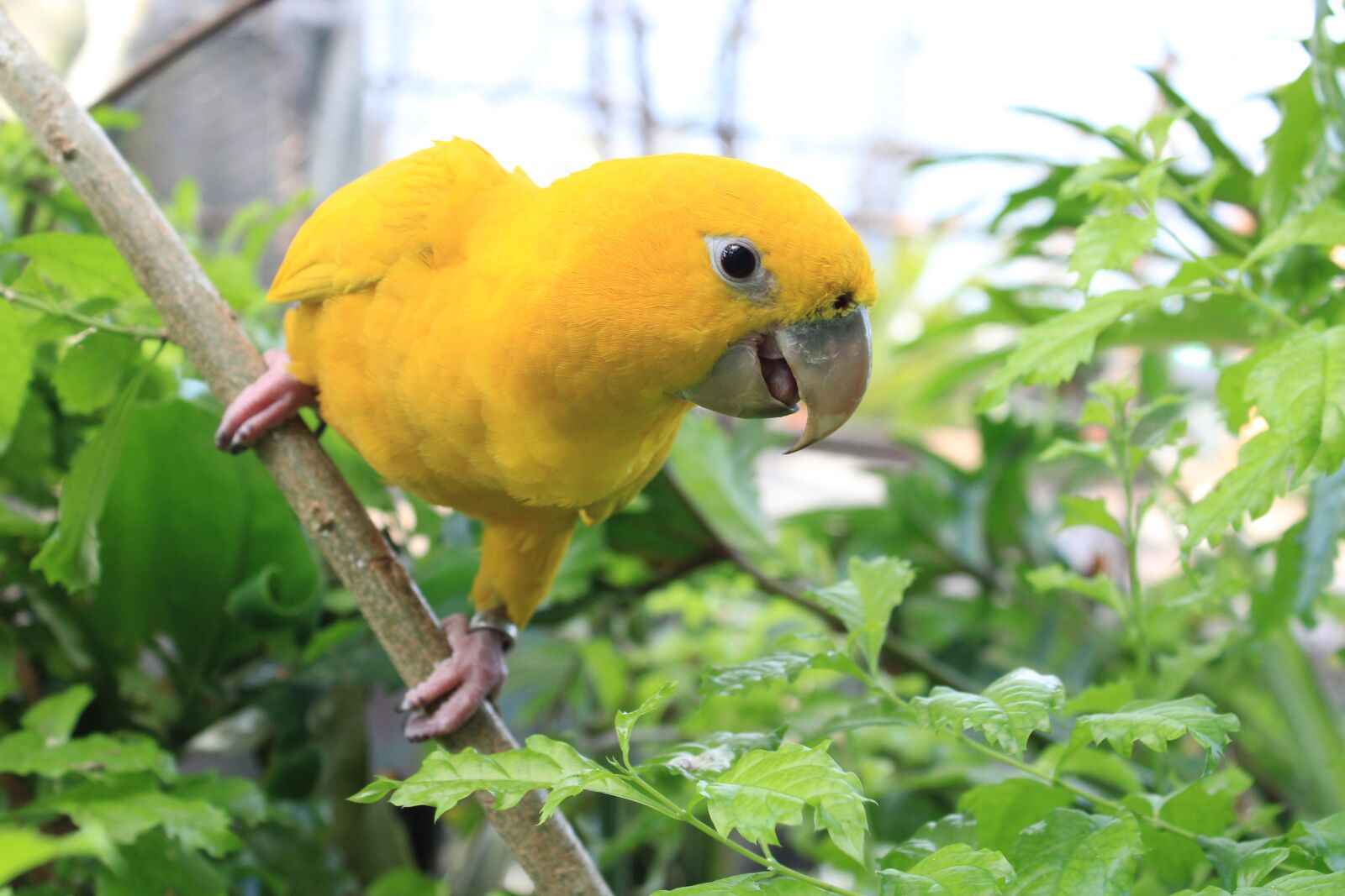 Canon EOS 2000D (EOS Rebel T7 / EOS Kiss X90 / EOS 1500D) sample photo. Parrot, yellow, birds photography