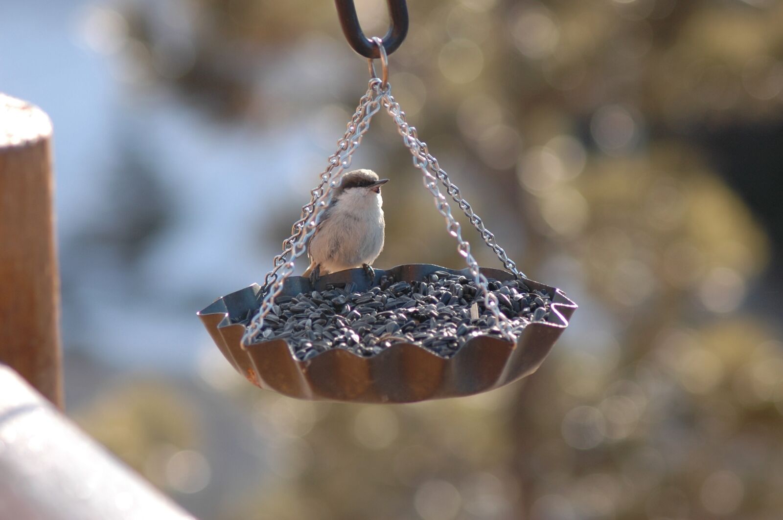 Nikon D70 sample photo. Bird, finch, feeder photography