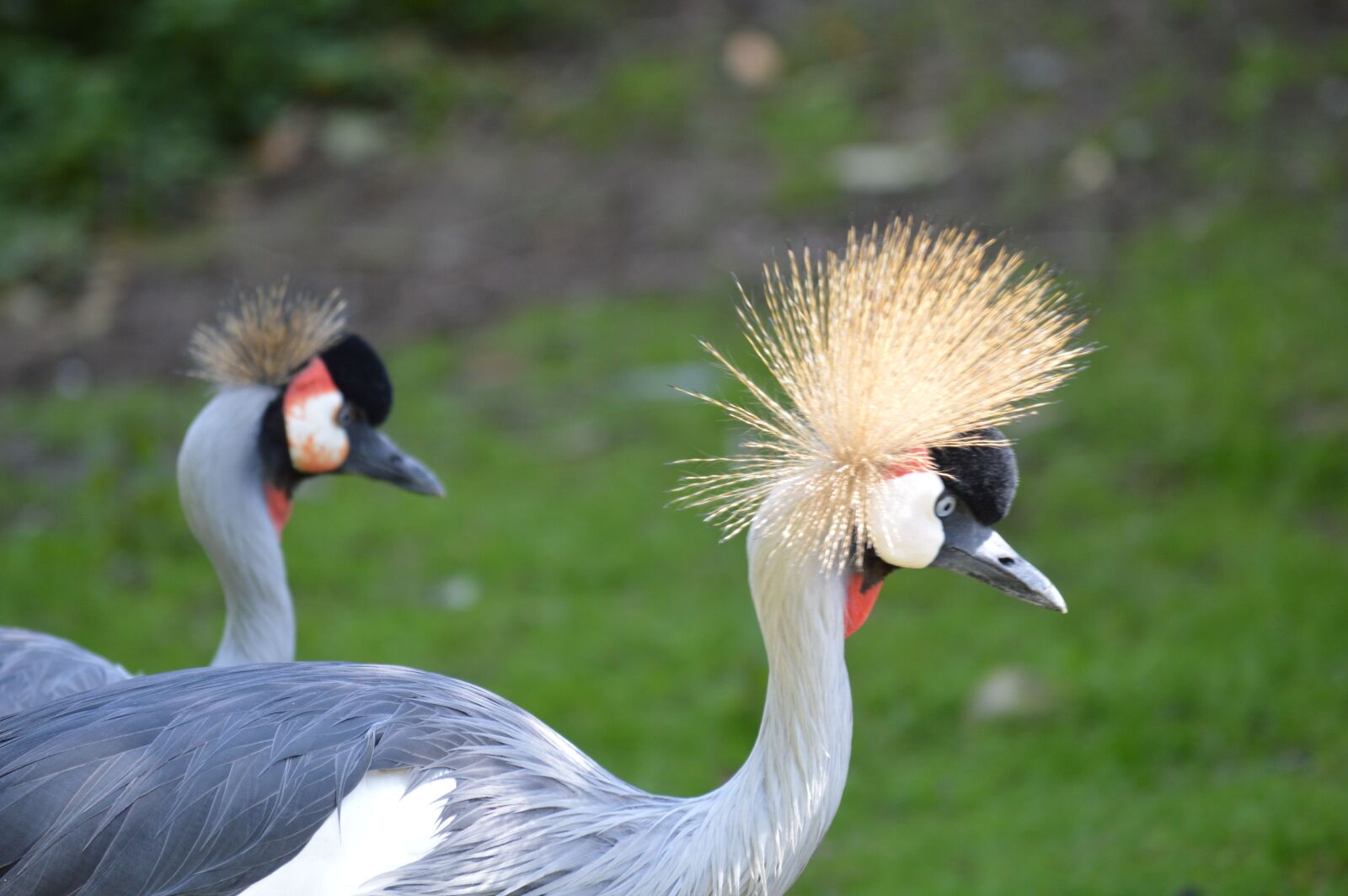 Nikon D3200 sample photo. Bird, feathers, nature photography