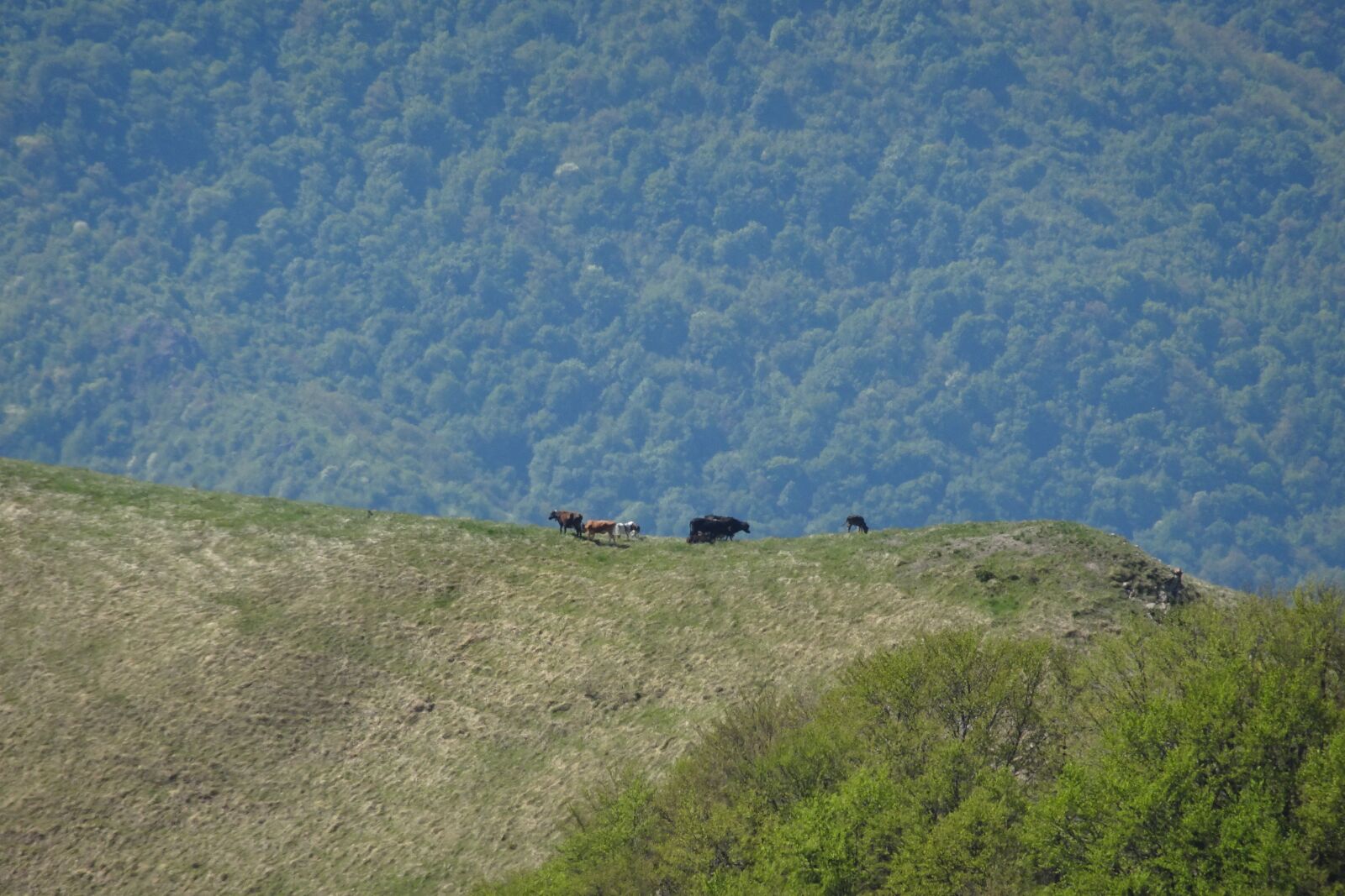 Sony Cyber-shot DSC-HX90V sample photo. Mountain, herd, cows photography