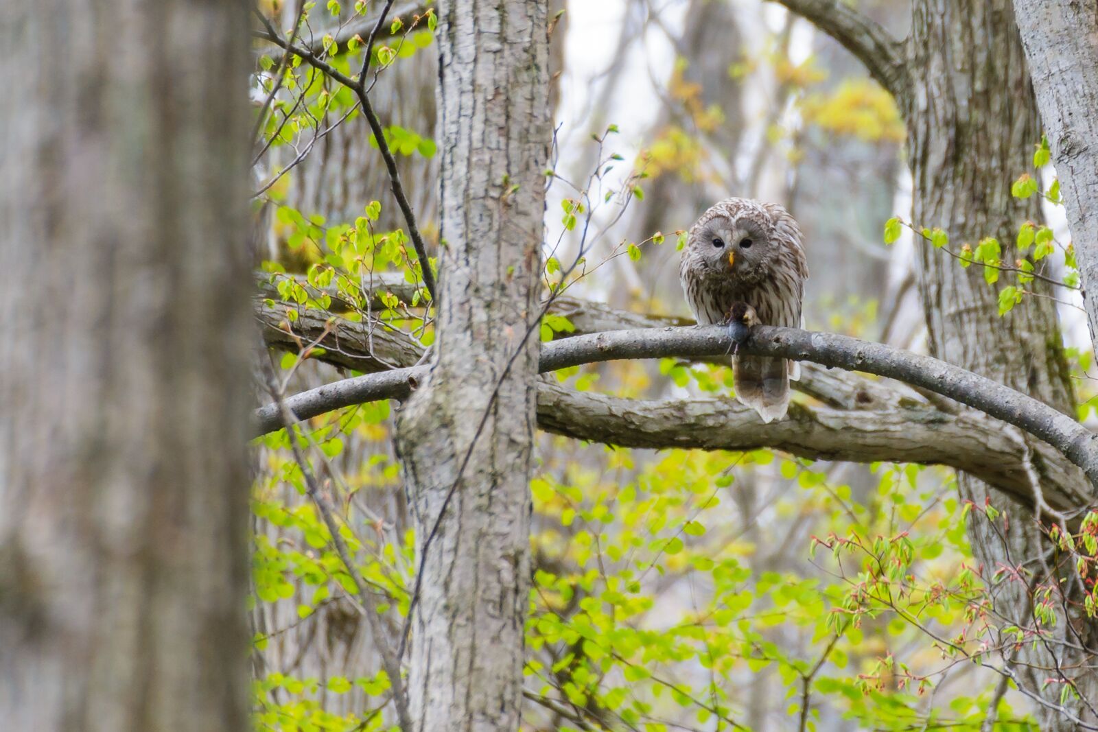 Nikon D700 sample photo. Owl, wild birds, woods photography