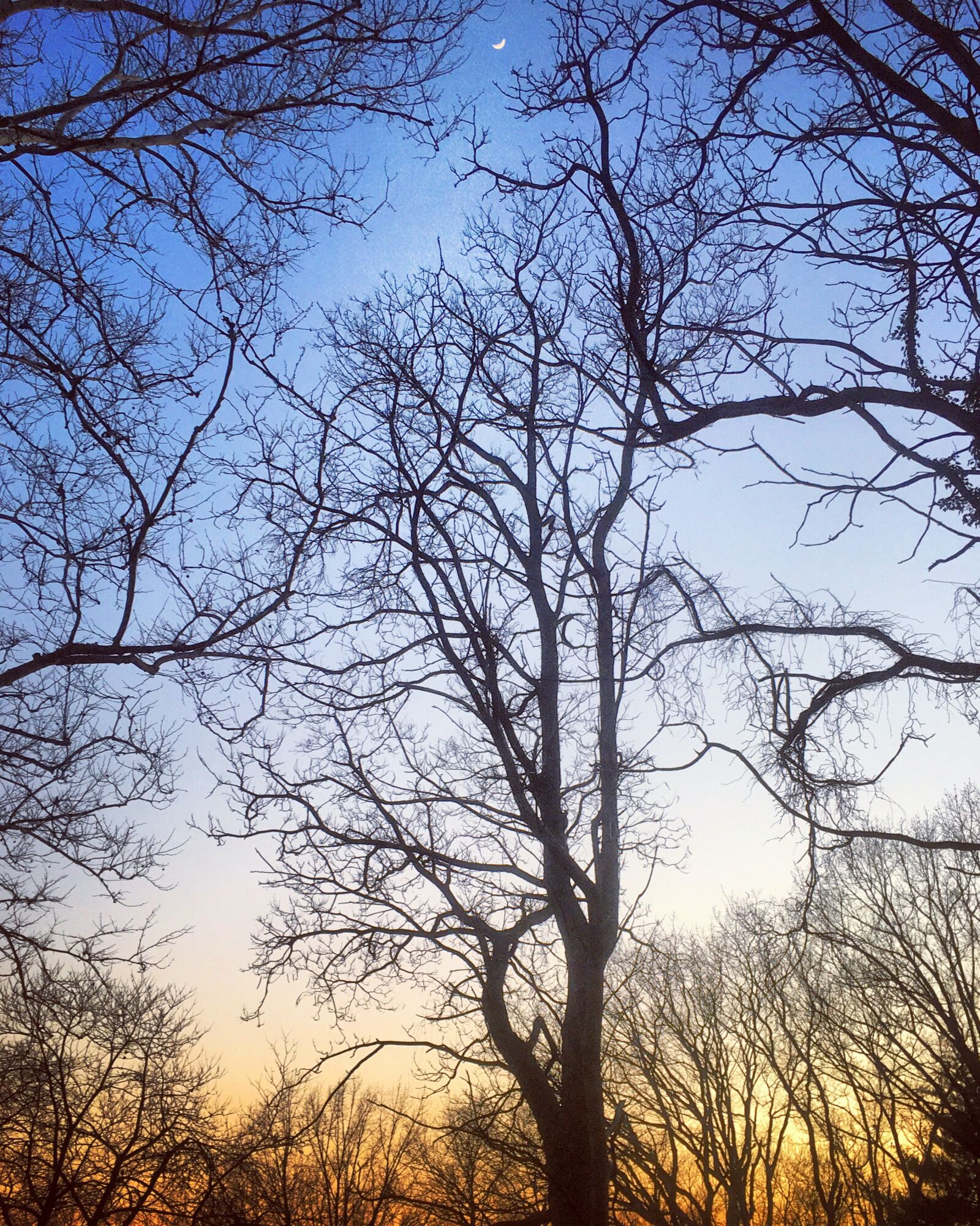 Apple iPhone 6s sample photo. Sunset, trees, silhouette photography
