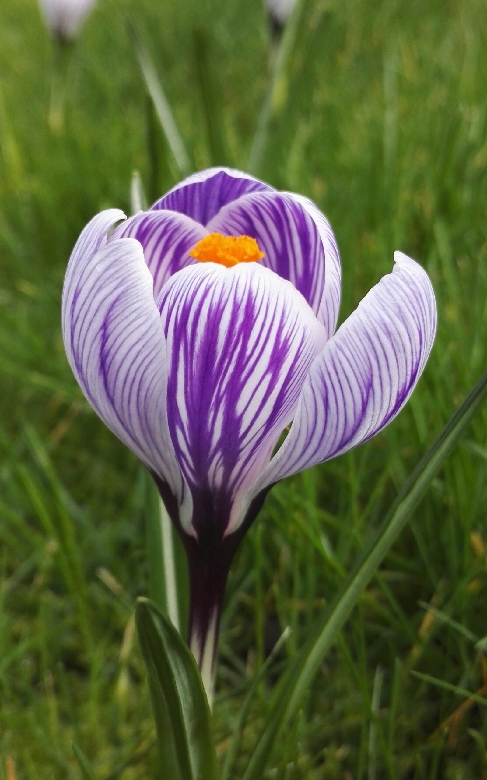 HUAWEI Honor 7 sample photo. Crocus, striped, spring photography