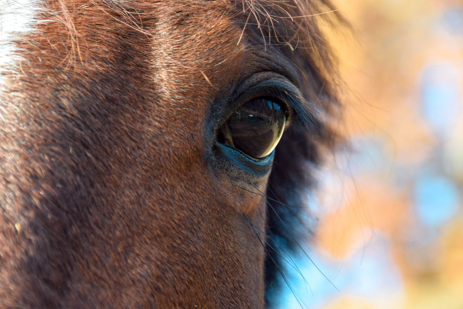 Nikon D5300 sample photo. Horse, equestrian, wild photography