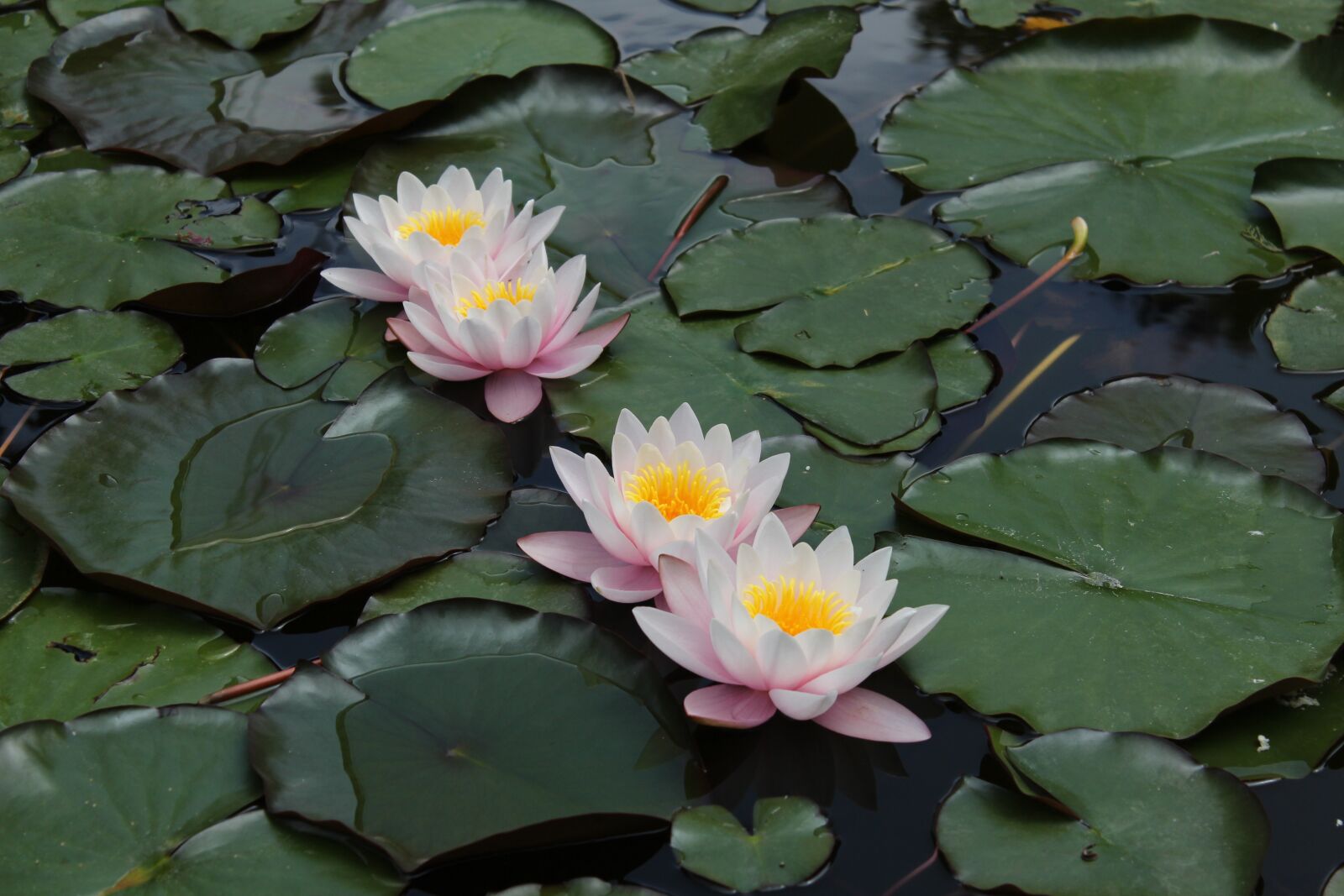 Canon EOS 650D (EOS Rebel T4i / EOS Kiss X6i) sample photo. Nature, flower, pond photography