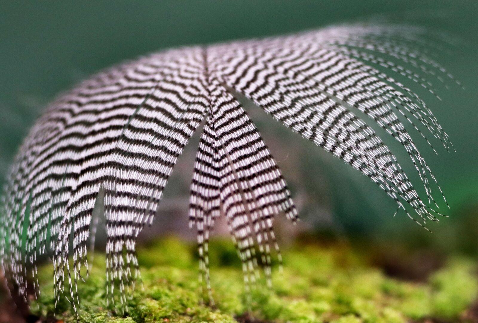 Tamron SP 90mm F2.8 Di VC USD 1:1 Macro sample photo. Feather, plumage, black white photography