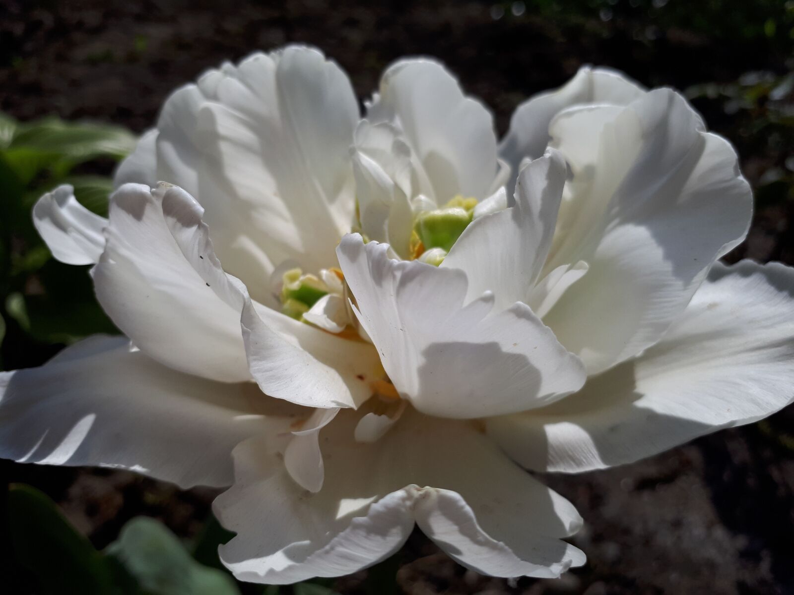 Samsung Galaxy A5(2017) sample photo. Flowers, rose, white rose photography