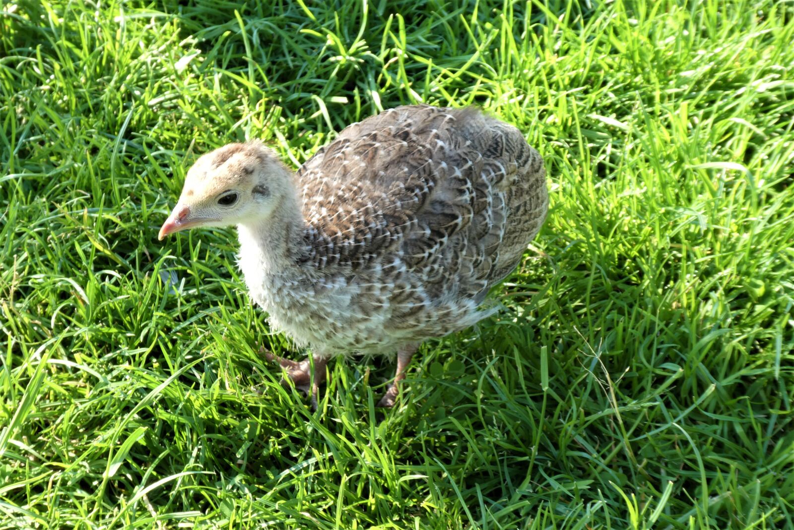 Panasonic Lumix DC-ZS70 (Lumix DC-TZ90) sample photo. Chick, turkey chick, turkey photography