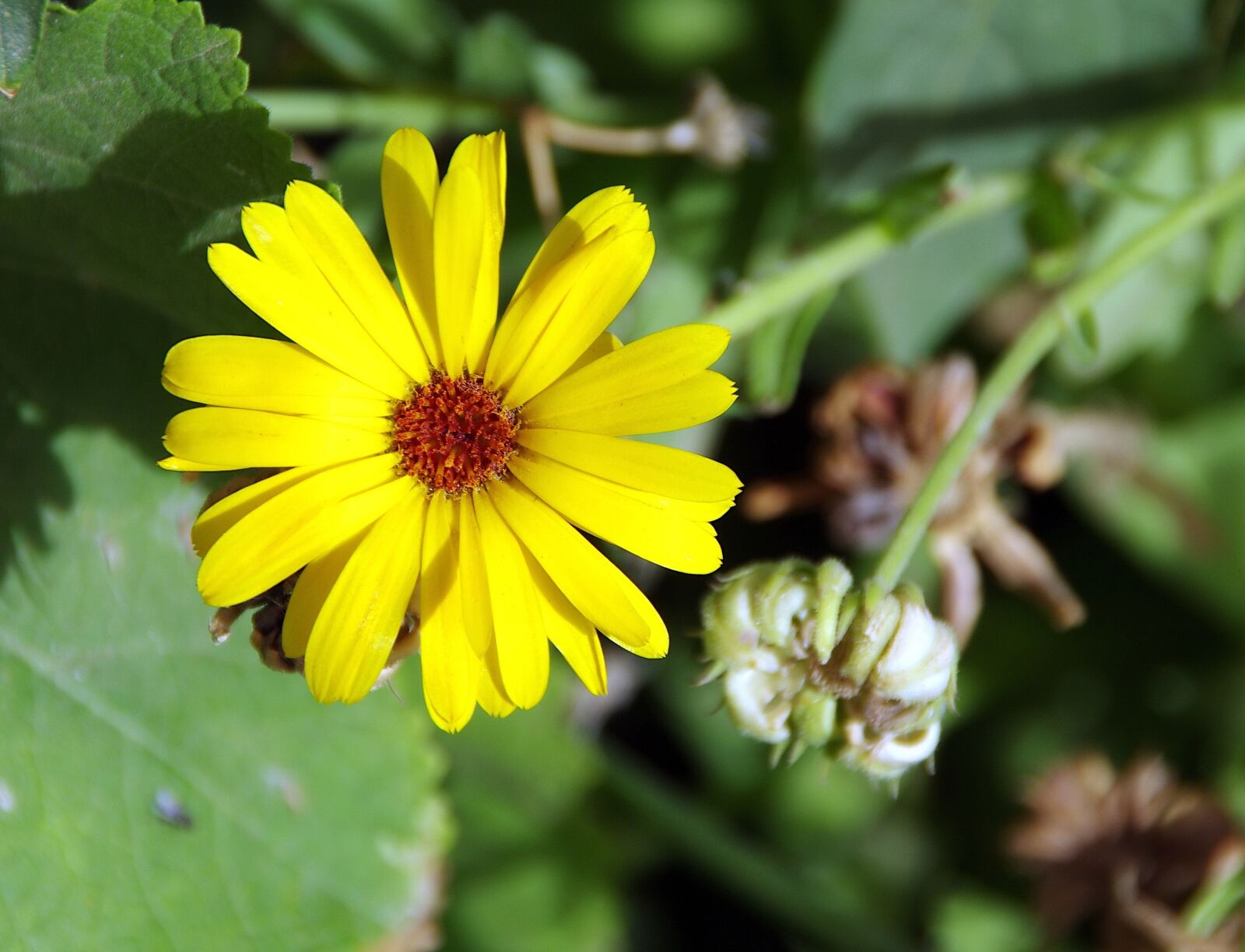 Pentax K-5 sample photo. H lianth me, helianthus photography