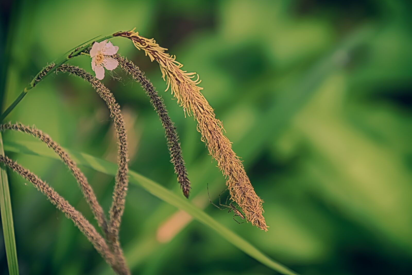 Canon EF-S 18-200mm F3.5-5.6 IS sample photo. Herbs, flowers, pollen photography