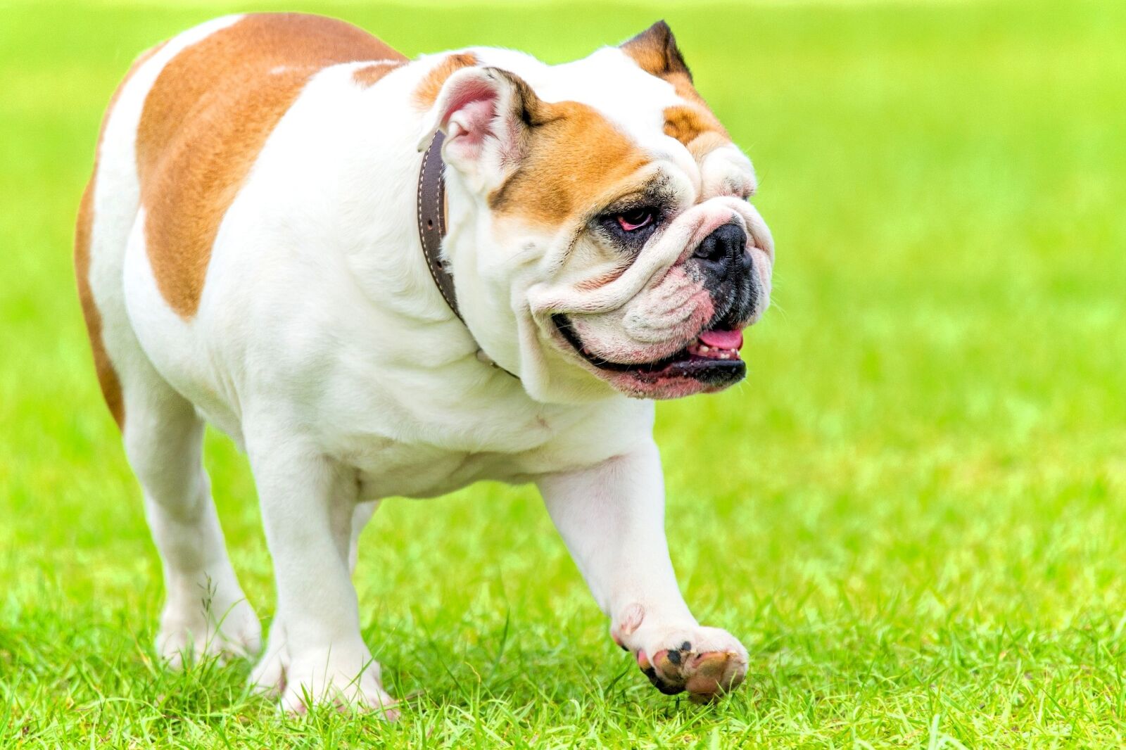 Nikon D7200 sample photo. English bulldog, bully, dog photography
