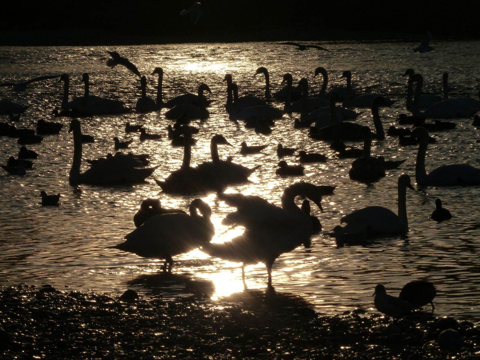 Panasonic Lumix DMC-FZ200 sample photo. Swan, shadow, swans photography