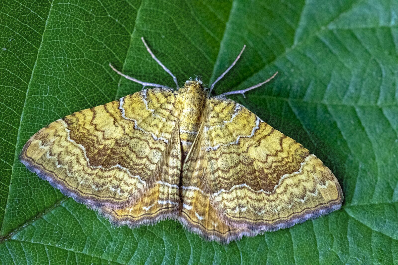 Canon EF 100mm F2.8L Macro IS USM sample photo. Yellow- shell, moth, wings photography