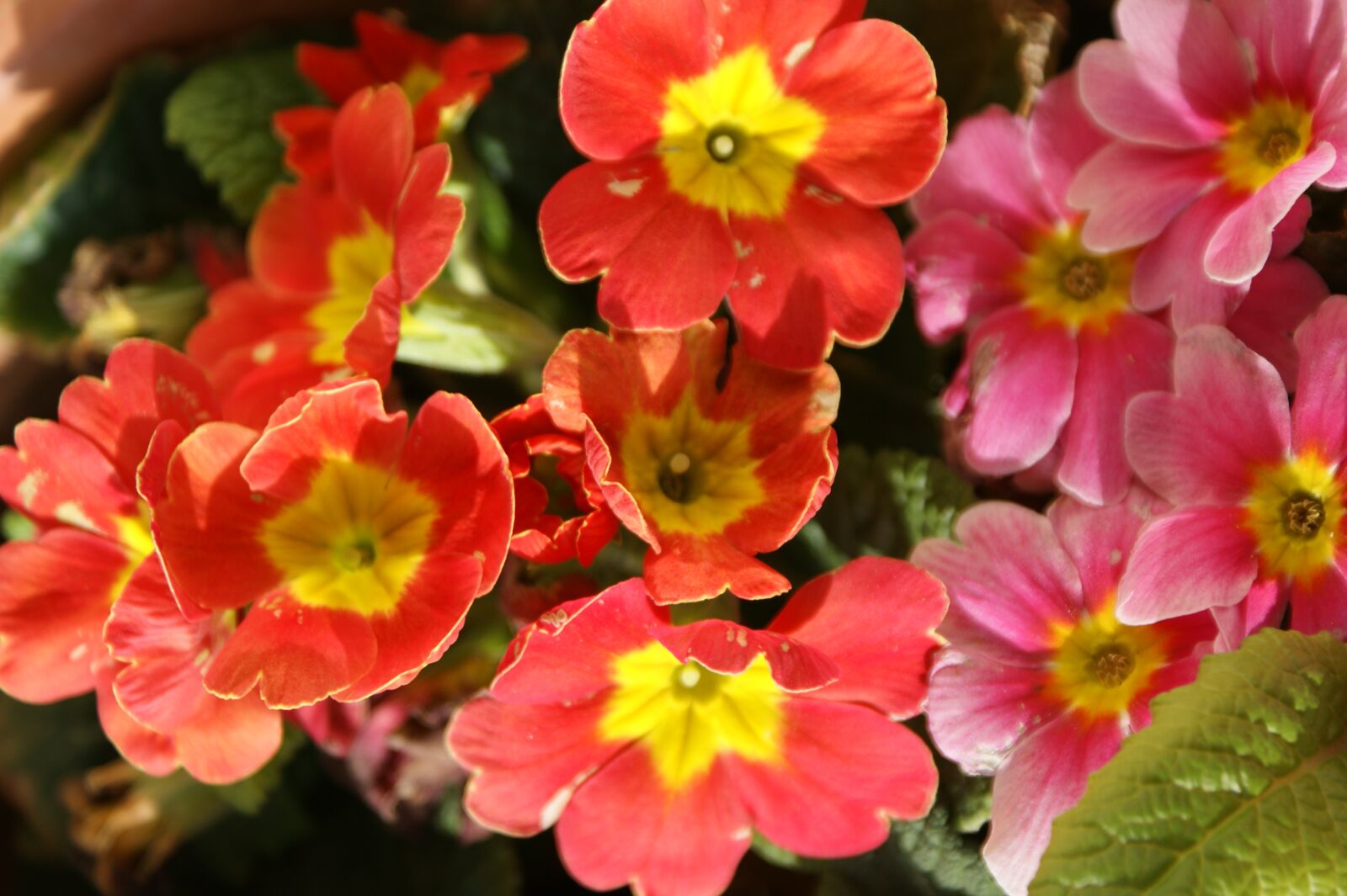 Sony Alpha DSLR-A350 sample photo. Red flowers, garden, red photography