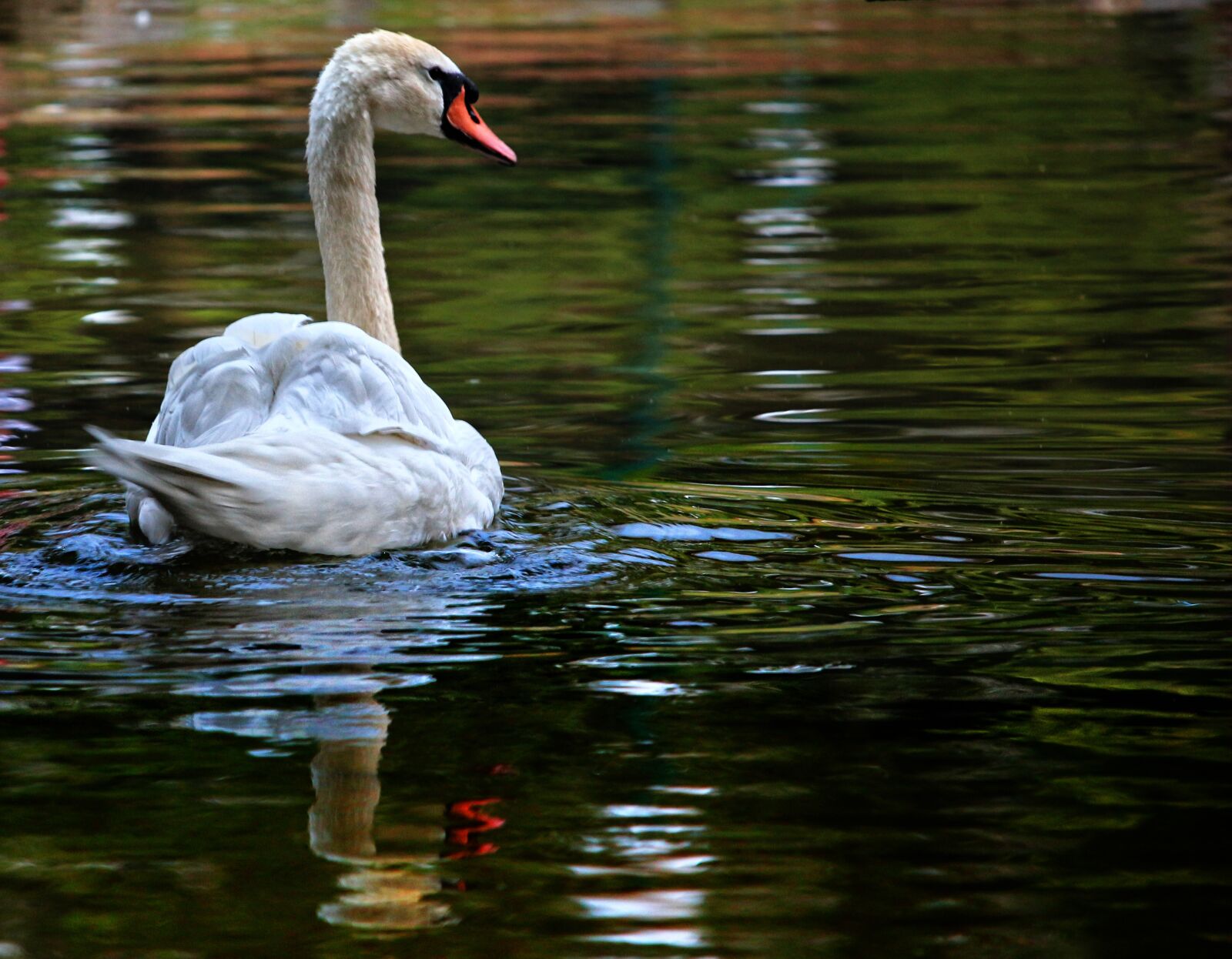 Canon EOS 650D (EOS Rebel T4i / EOS Kiss X6i) + Canon EF-S 55-250mm F4-5.6 IS STM sample photo. Swan, animal, lake photography