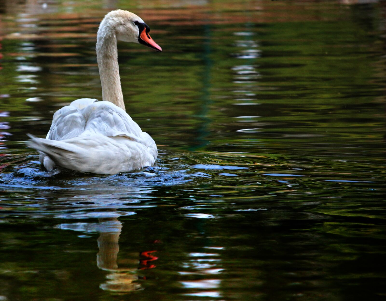 Canon EOS 650D (EOS Rebel T4i / EOS Kiss X6i) sample photo. Swan, animal, lake photography