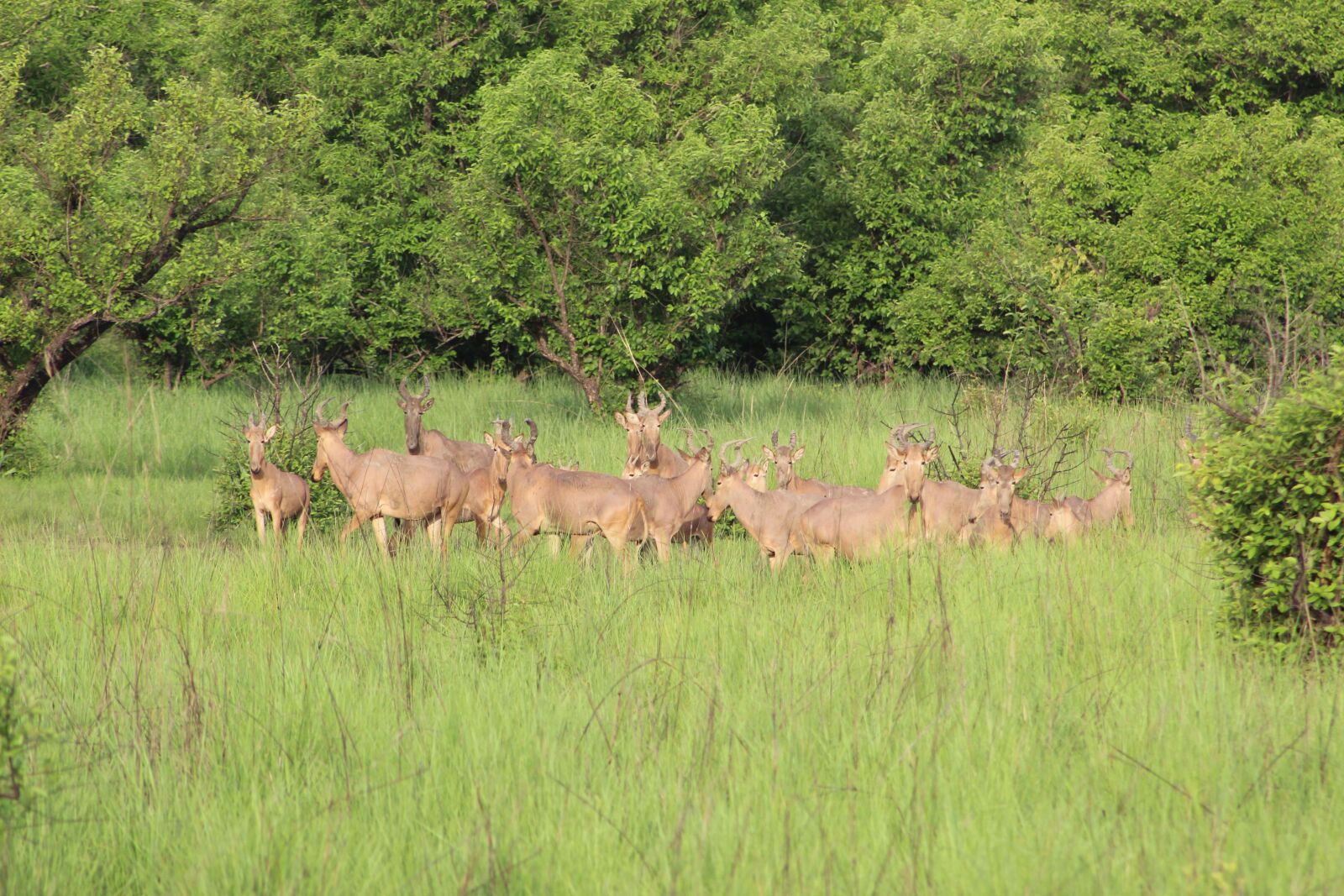 Canon EOS 1300D (EOS Rebel T6 / EOS Kiss X80) sample photo. Water buck, ghana, safari photography