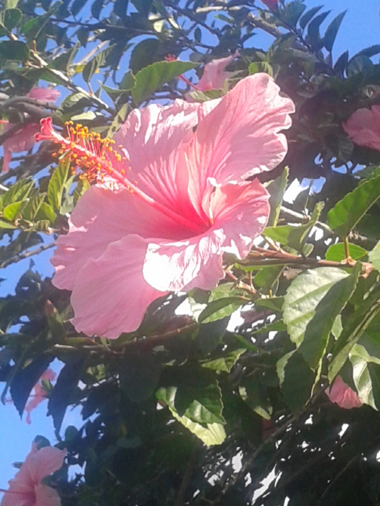 Samsung Galaxy Grand Neo sample photo. Flower, hibiscus, pink photography