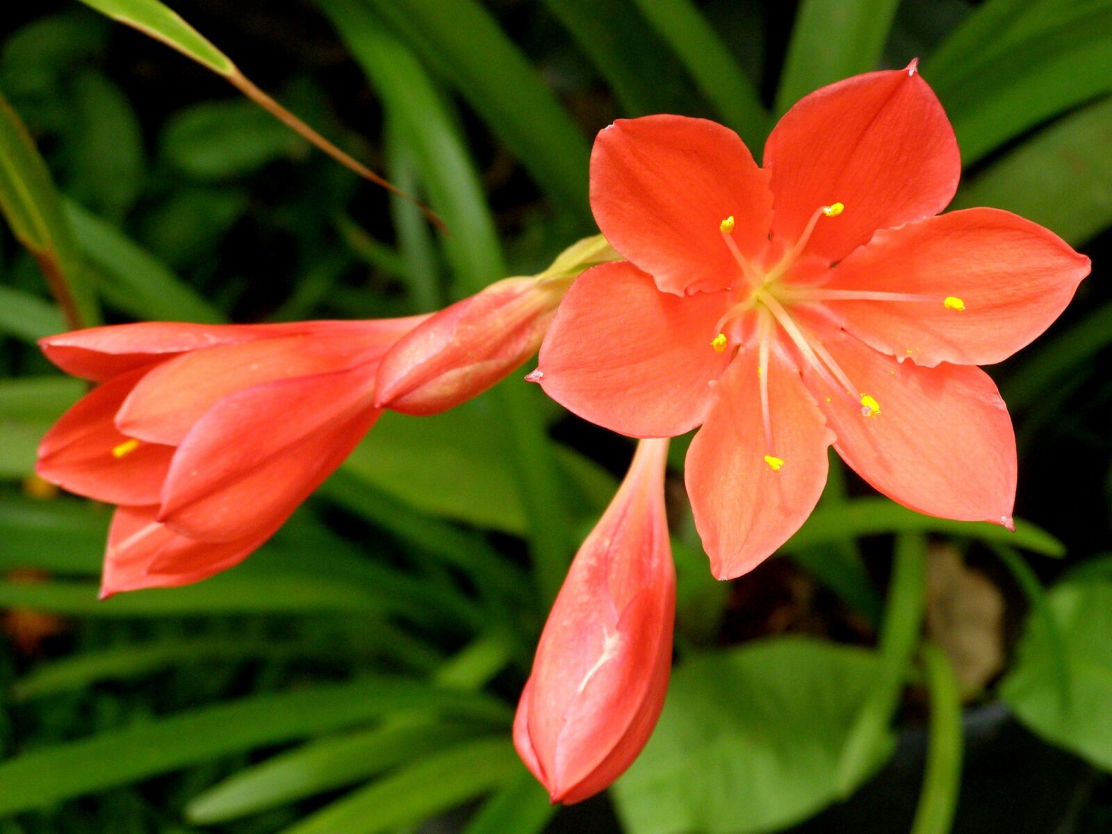 Olympus SP510UZ sample photo. Flower, orange flower, spring photography
