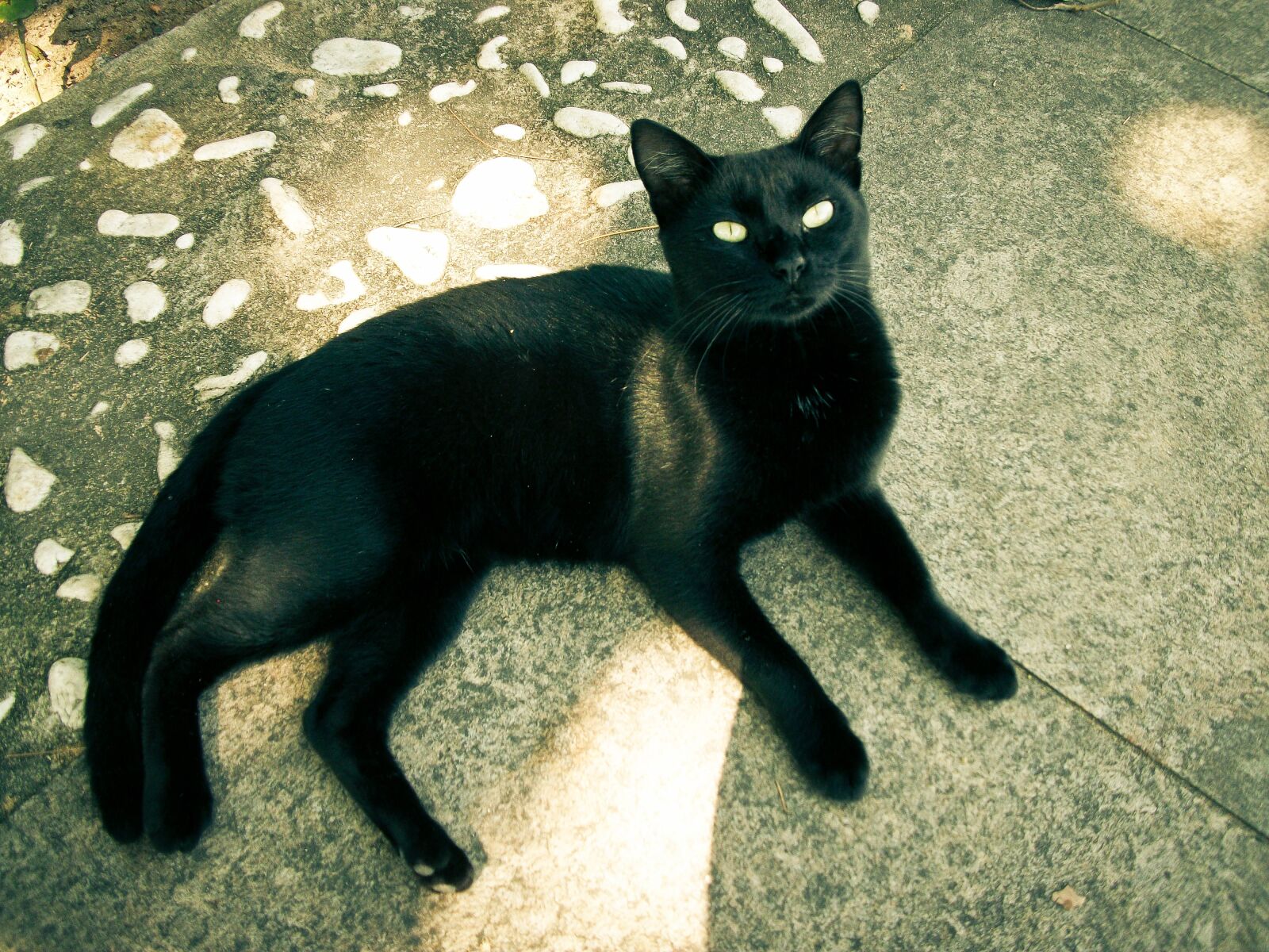 Kodak EASYSHARE C182 DIGITAL CAMERA sample photo. Cat, black photography