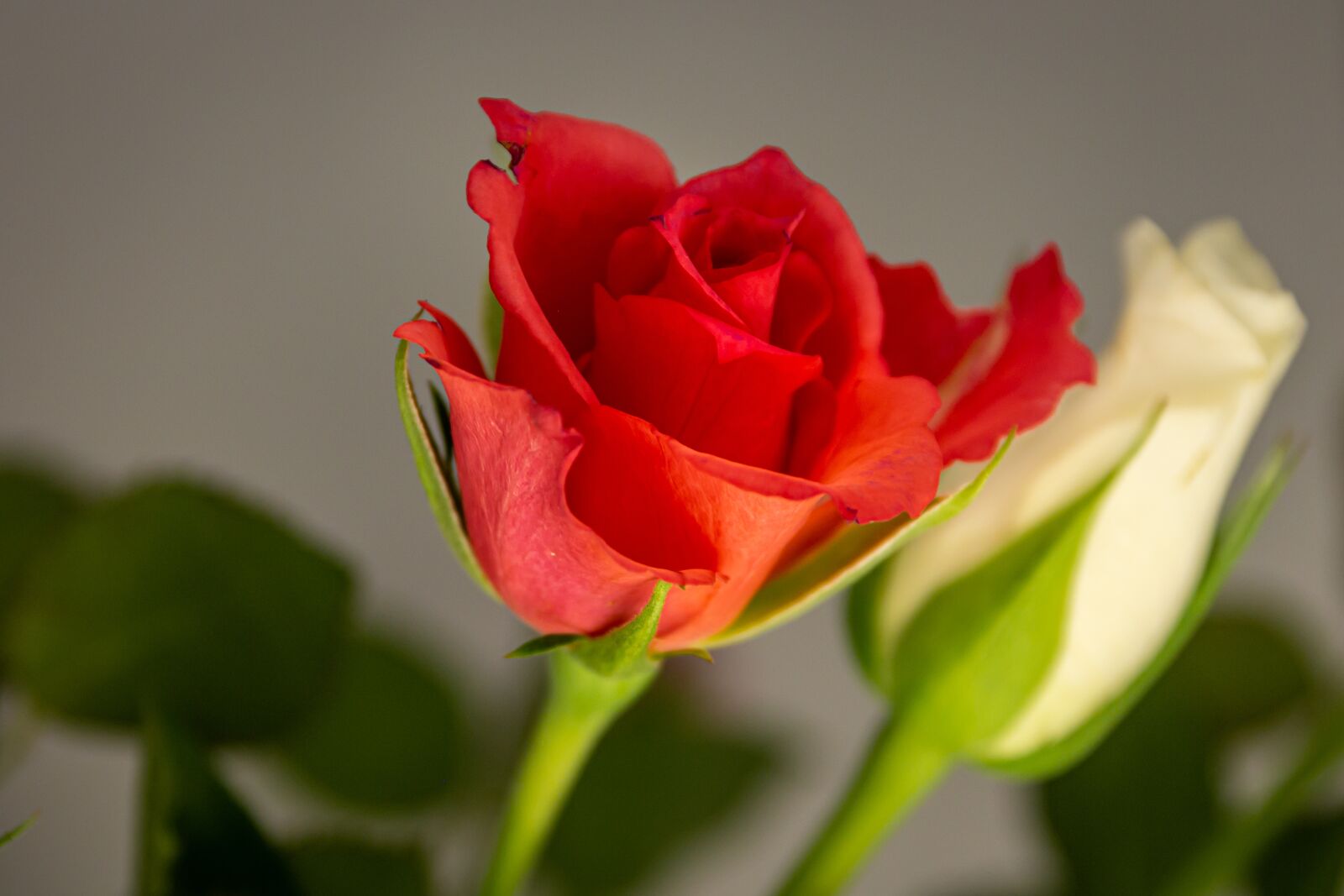 Canon EOS 650D (EOS Rebel T4i / EOS Kiss X6i) sample photo. Flowers, plant, roses photography