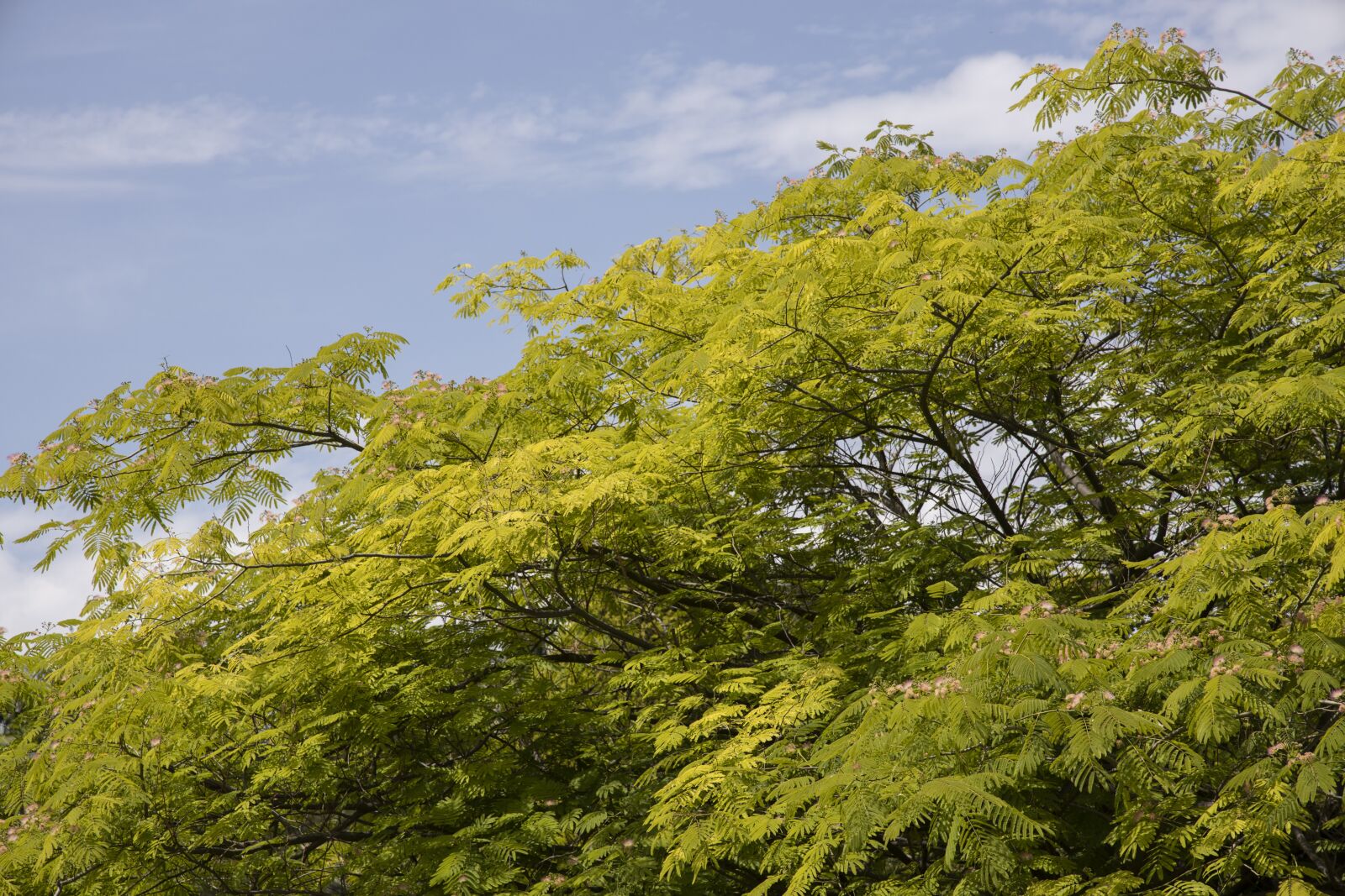Canon RF 24-105mm F4L IS USM sample photo. Tree, nature, branch photography
