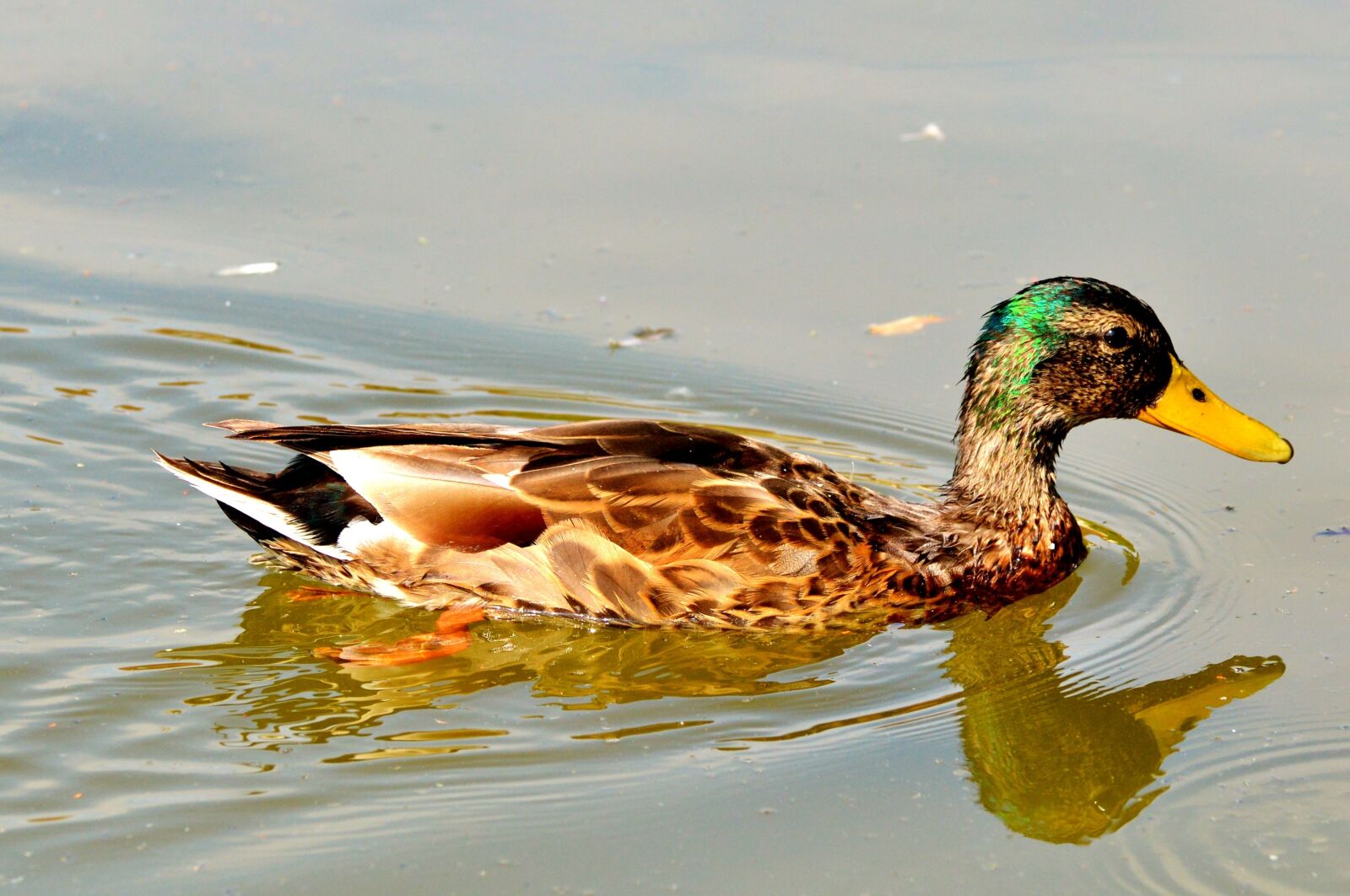 Nikon D3200 sample photo. Ducks, waterfowl, mallard photography