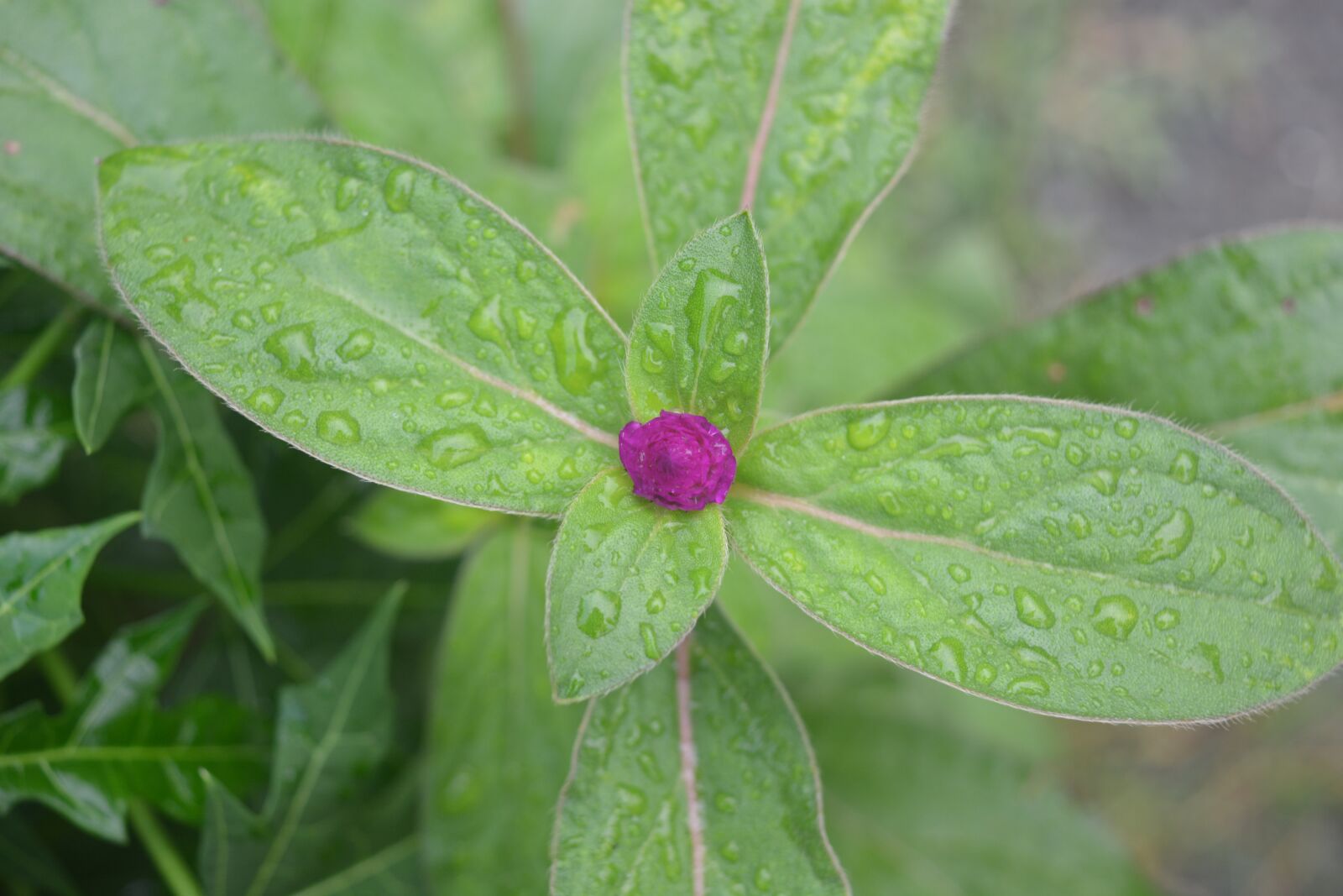 Nikon D5200 sample photo. Flowers, beautiful, once photography