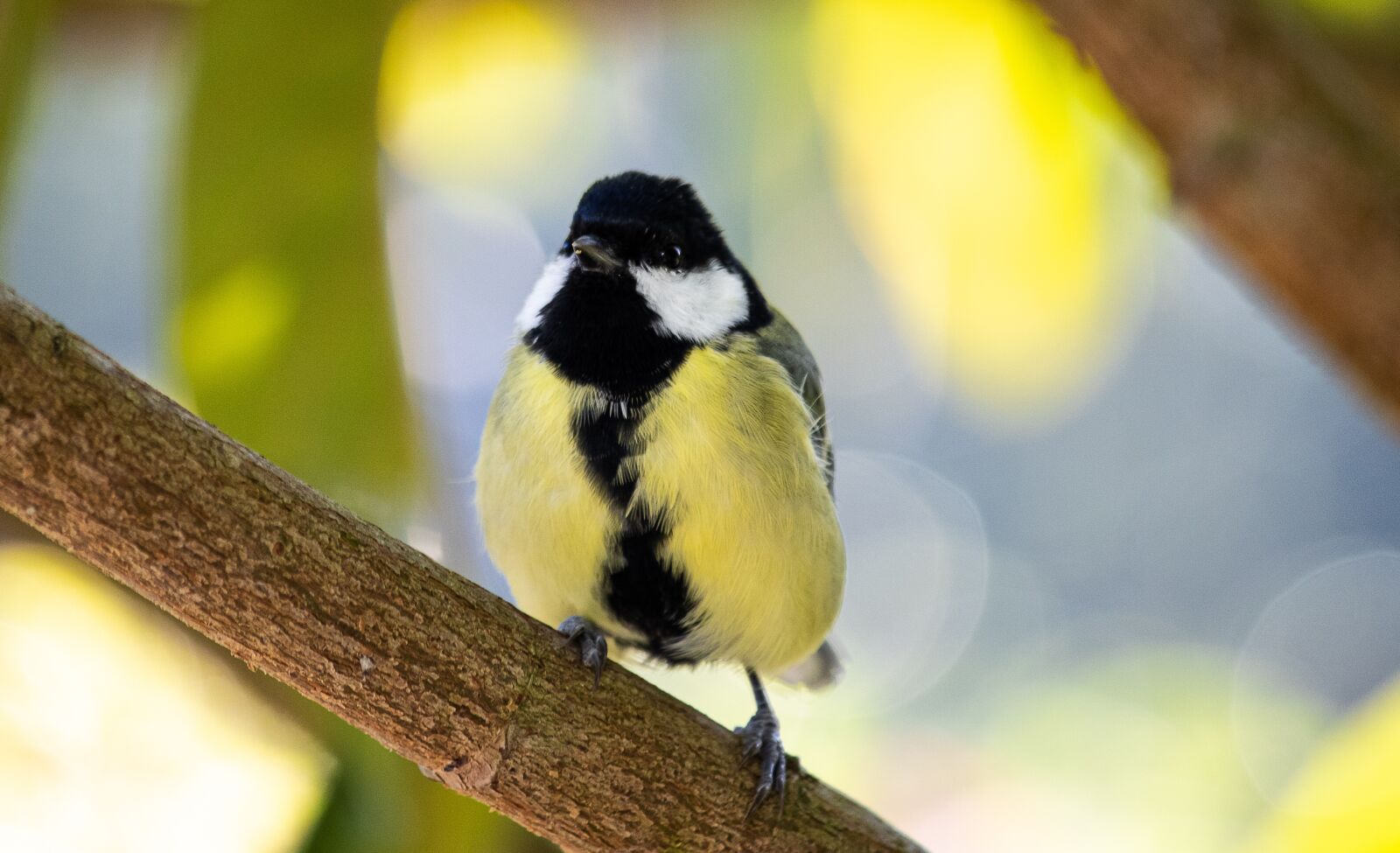 Canon EF 70-300mm F4-5.6 IS USM sample photo. Tit, bird, songbird photography
