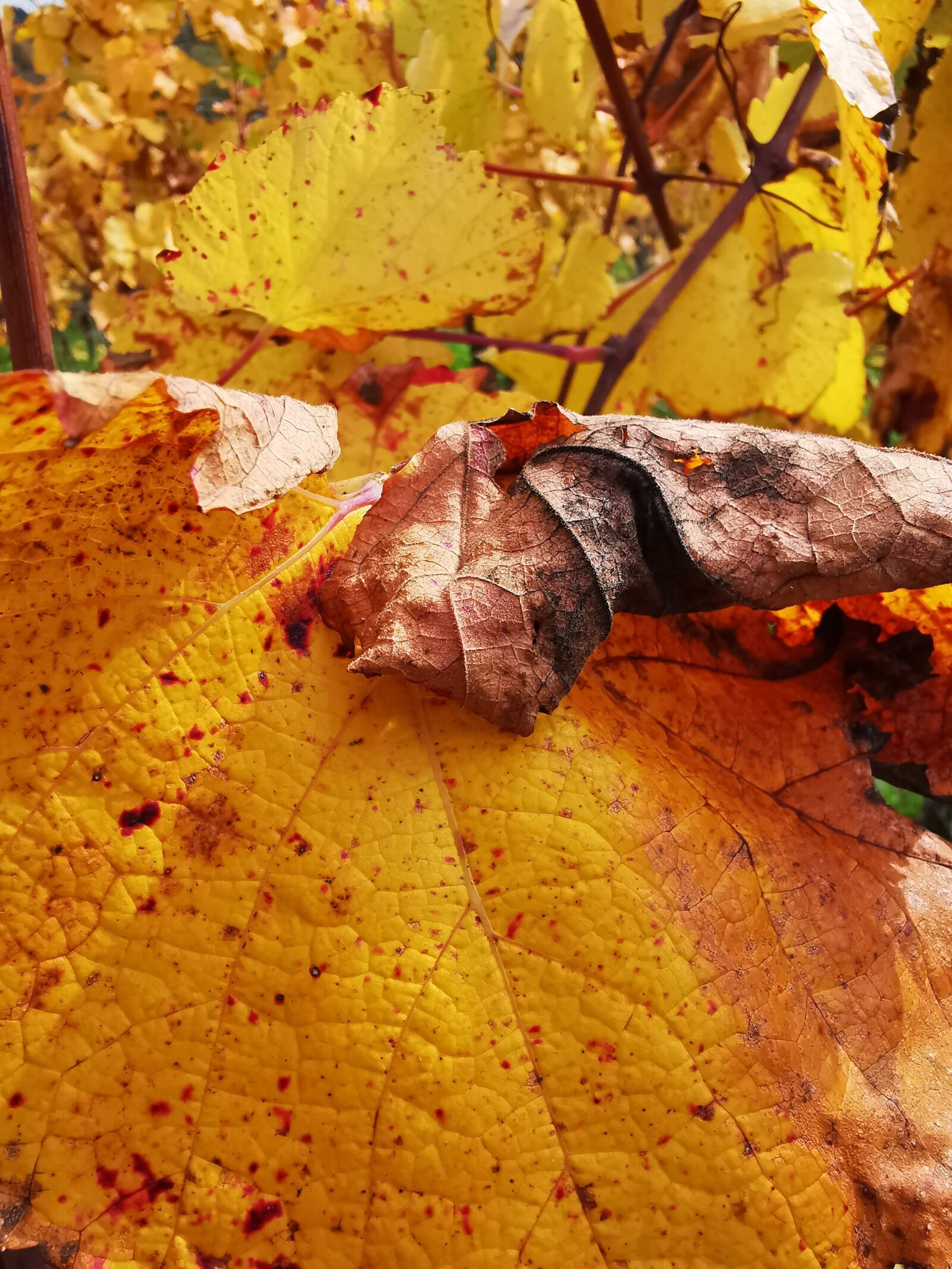 HUAWEI LYA-L29 sample photo. Plant, autumn, wine photography