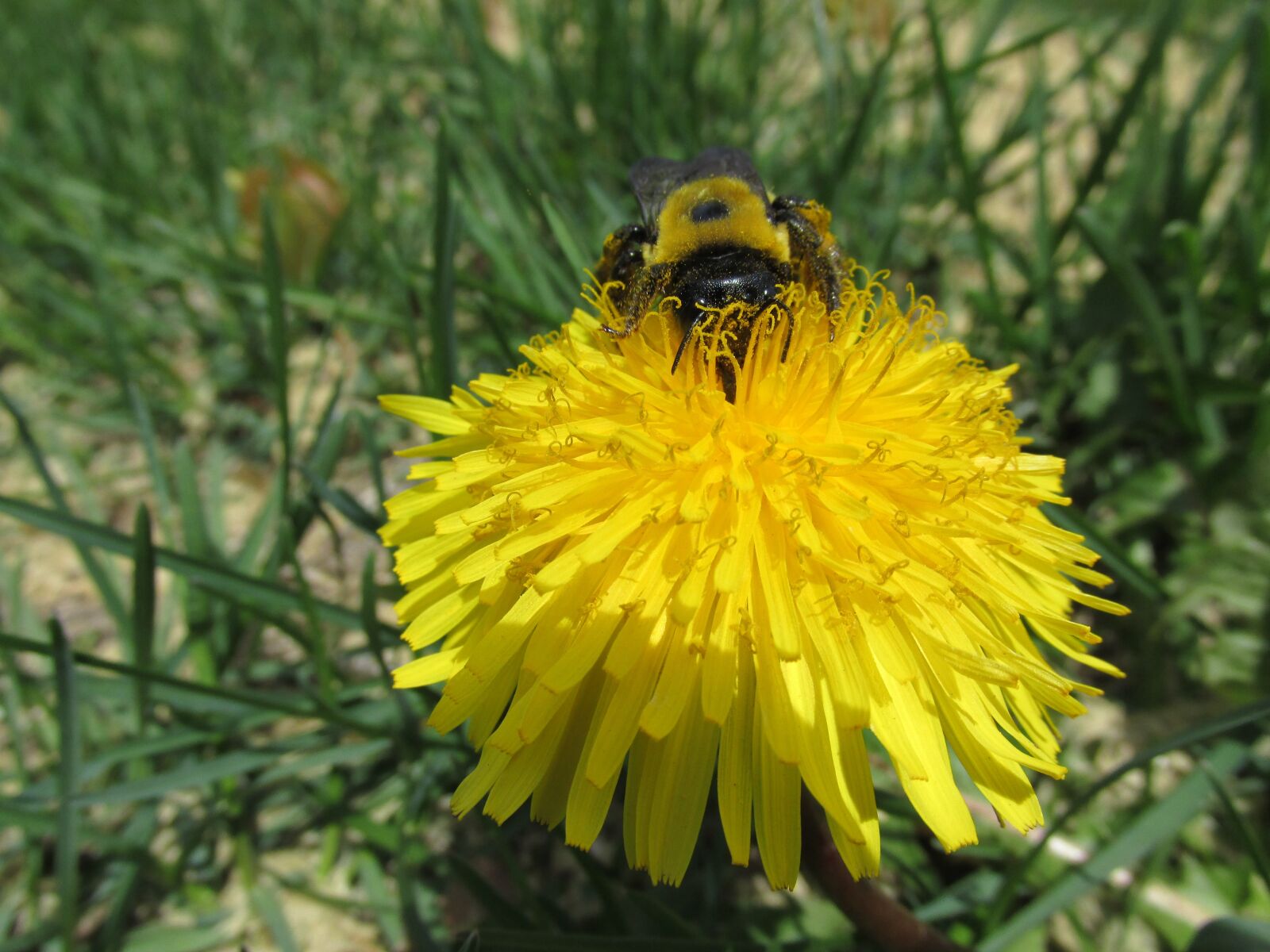 Canon PowerShot SX170 IS sample photo. Bee, dandelion, nature photography