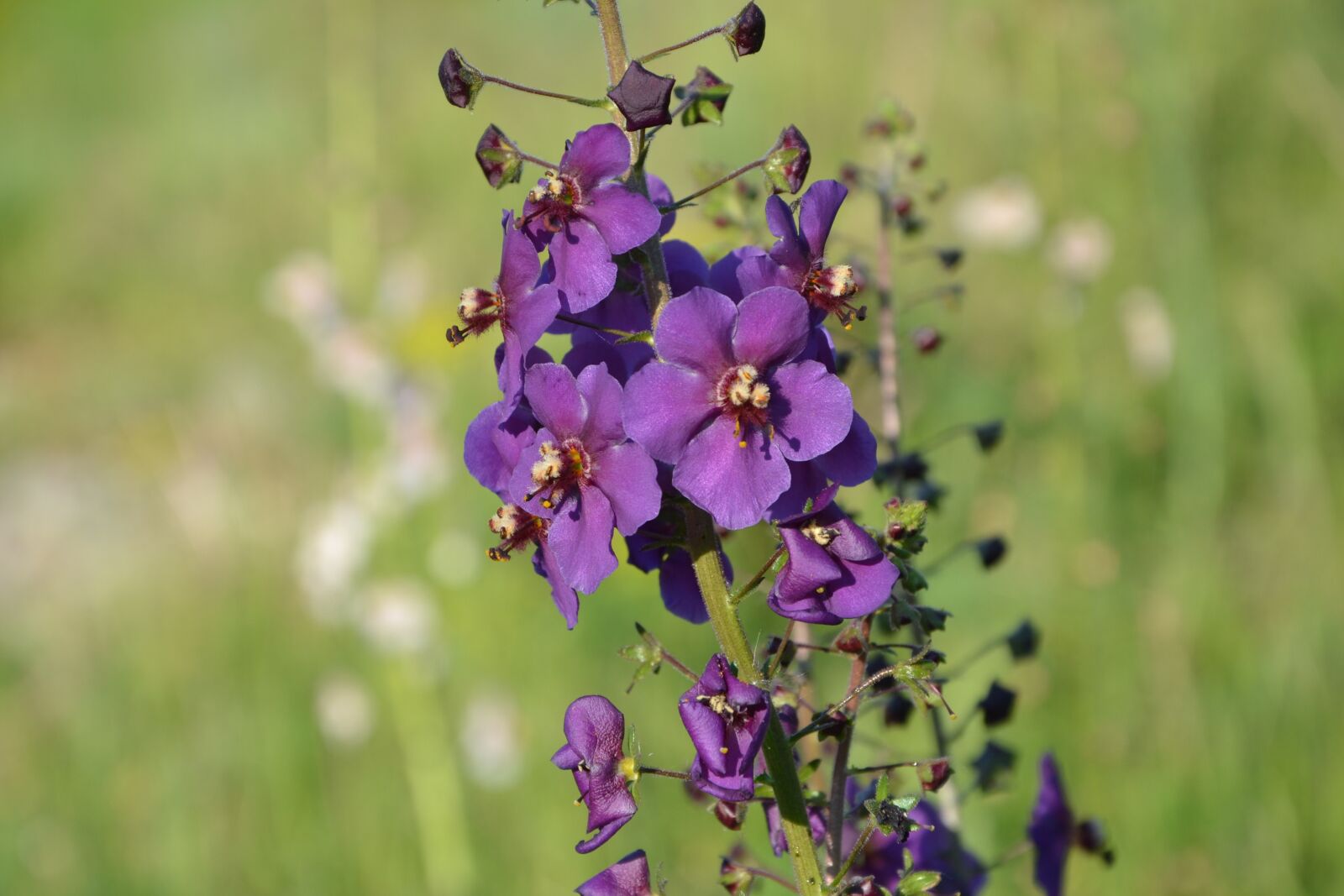 Nikon D3100 sample photo. Purple, flower, nature photography
