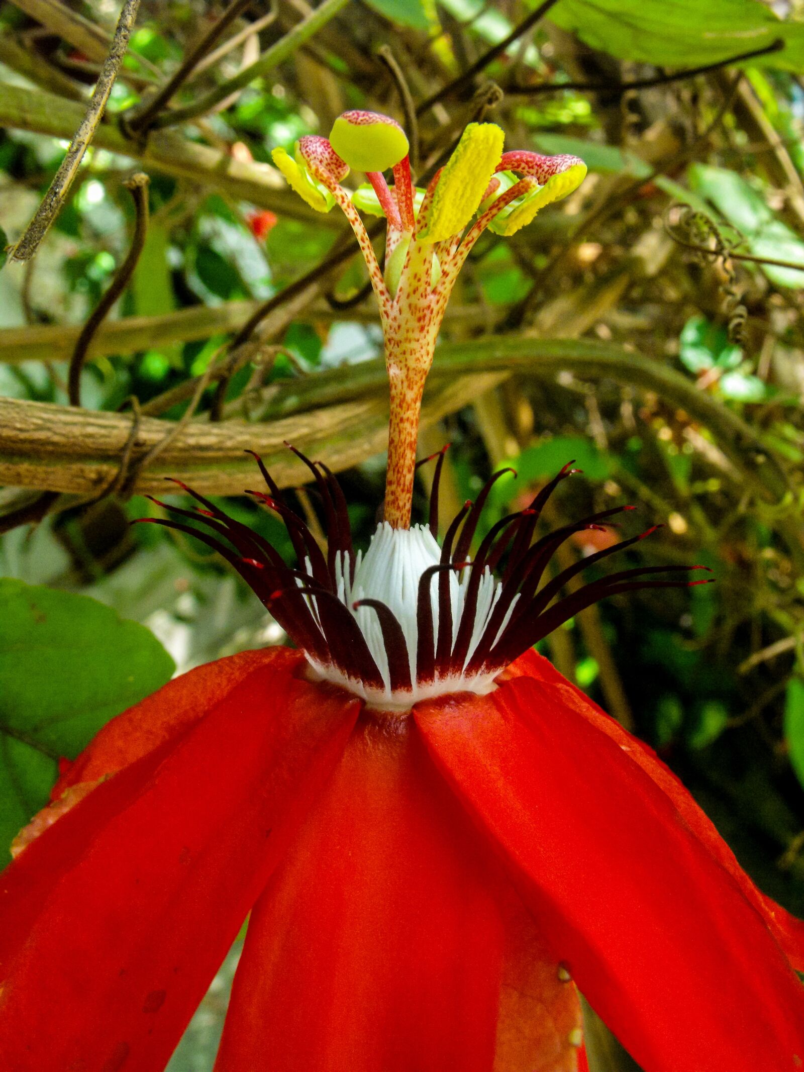 Fujifilm FinePix S1000fd sample photo. Passion flower, blossom, bloom photography