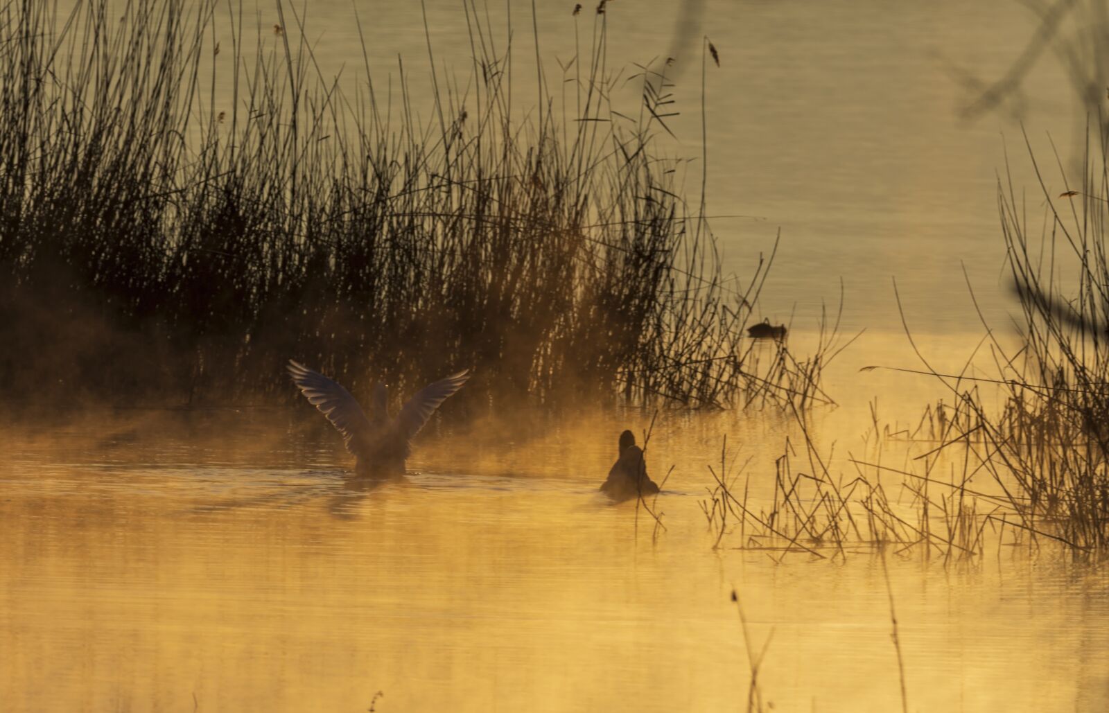 Nikon D7200 sample photo. Birds, flights, nature photography