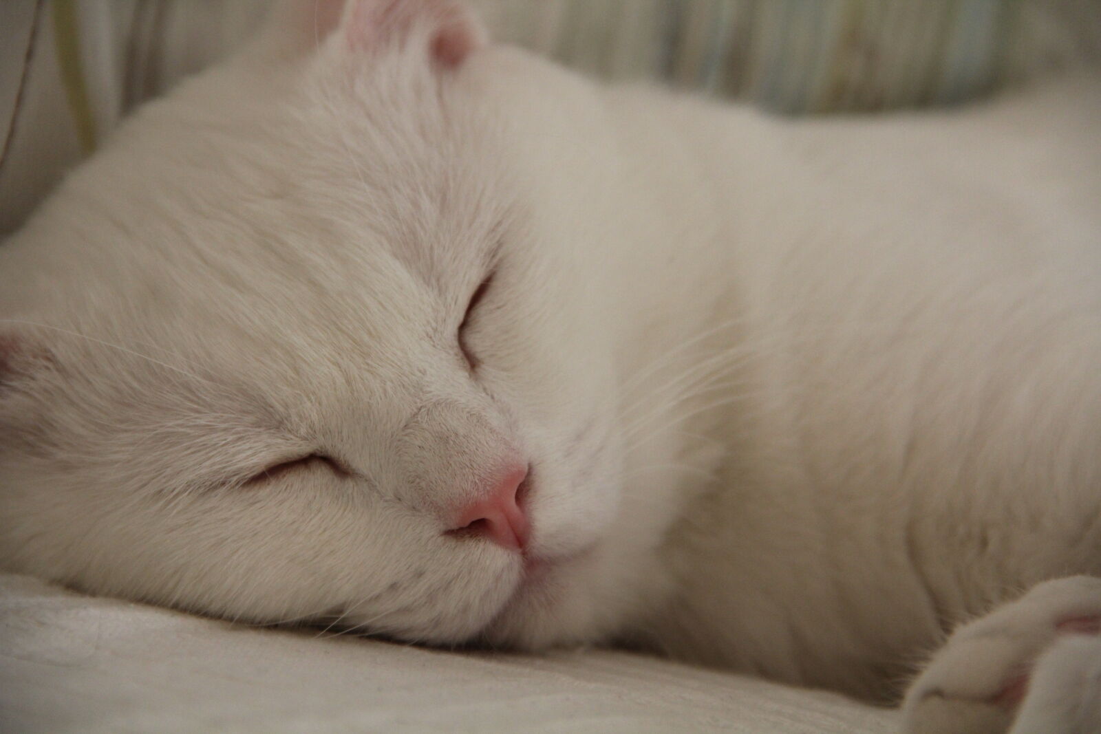 Canon EF-S 18-135mm F3.5-5.6 IS sample photo. Cat, white, white, cat photography