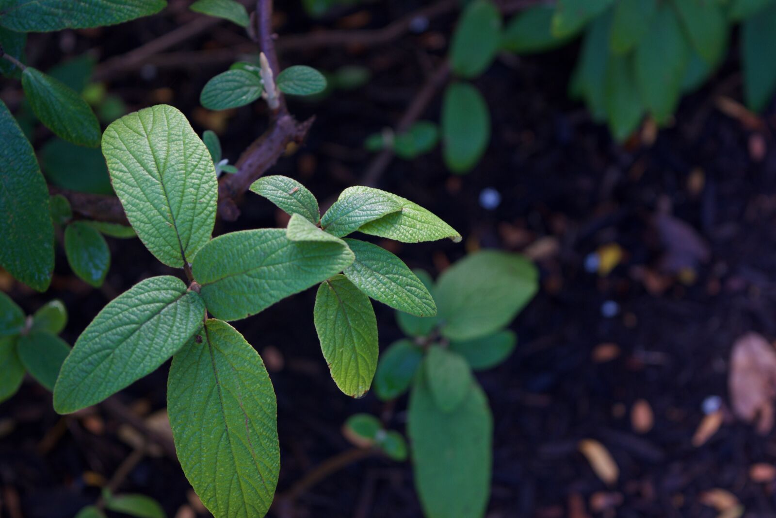 Nikon D3300 sample photo. Leaves, leaf, green photography
