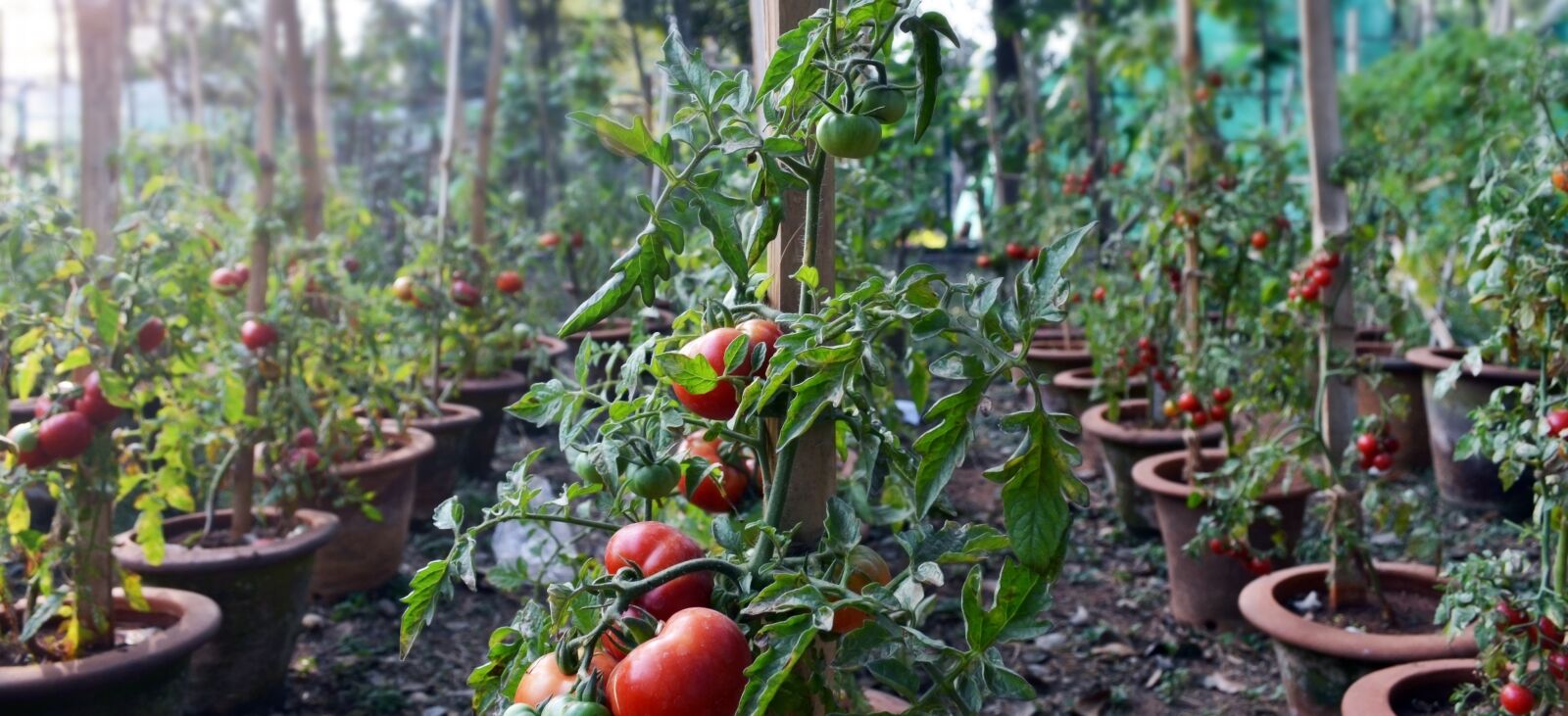 Nikon D3100 sample photo. Tomato, farm, plants photography