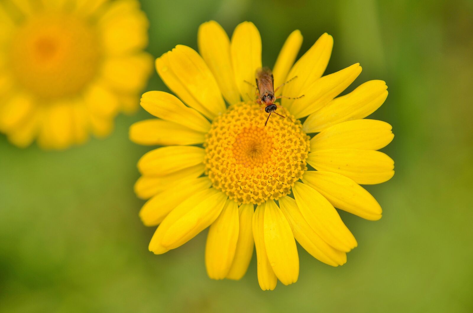 Nikon D7000 sample photo. Flower, natur, spring photography