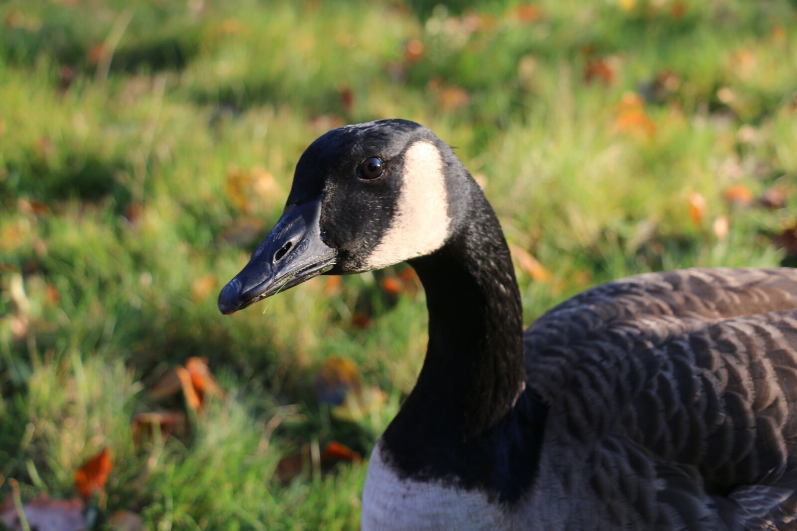Canon EOS 70D sample photo. Canadian wild goose, goose photography