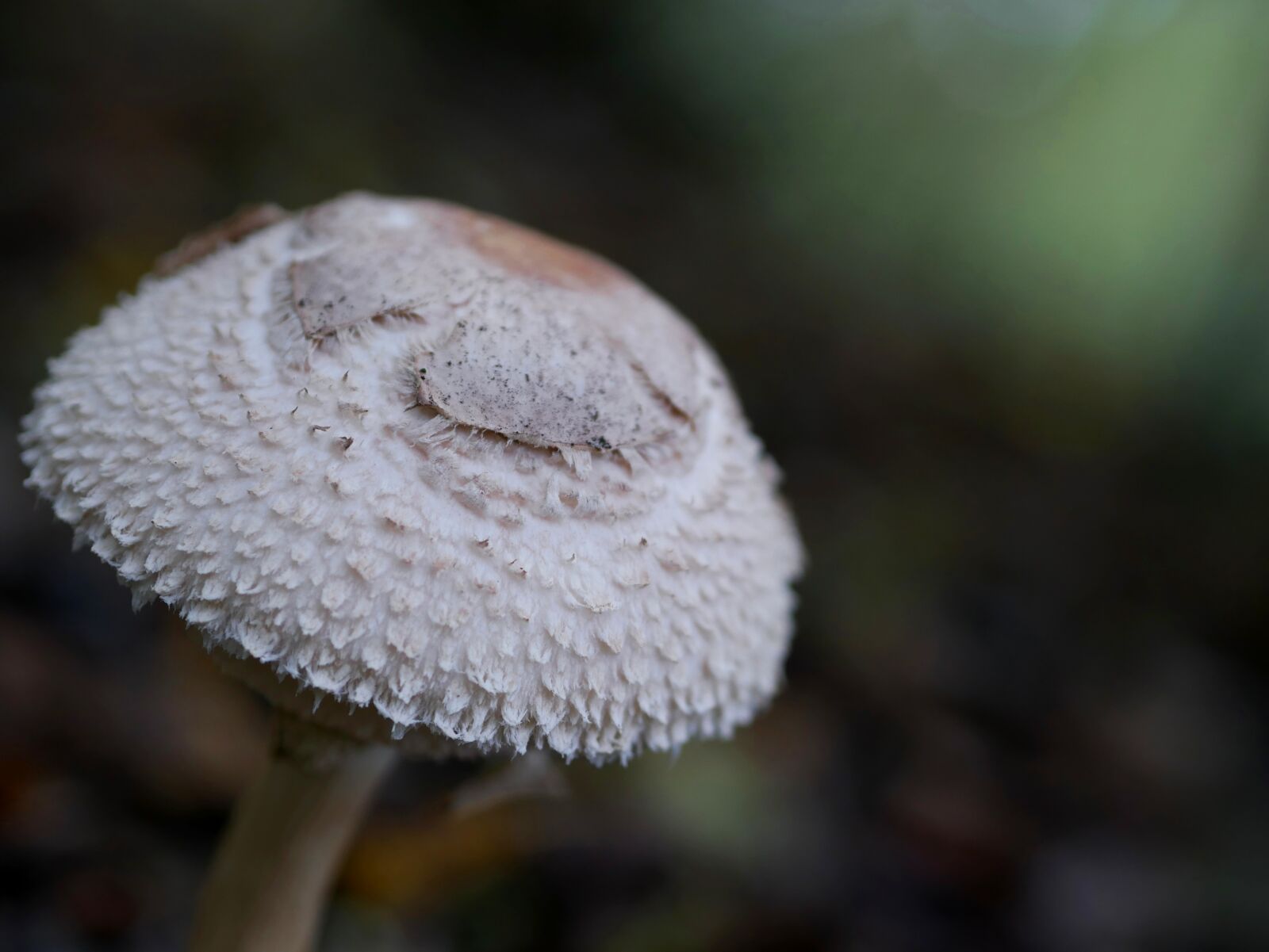 Panasonic Lumix DMC-GX85 (Lumix DMC-GX80 / Lumix DMC-GX7 Mark II) sample photo. Mushroom, white autumn, forest photography