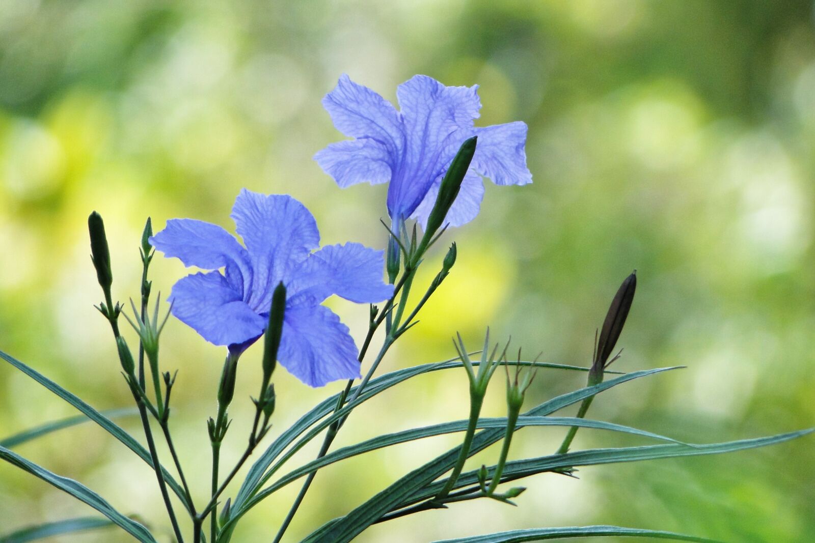 Sony Cyber-shot DSC-HX1 sample photo. Flower, cui lu li photography